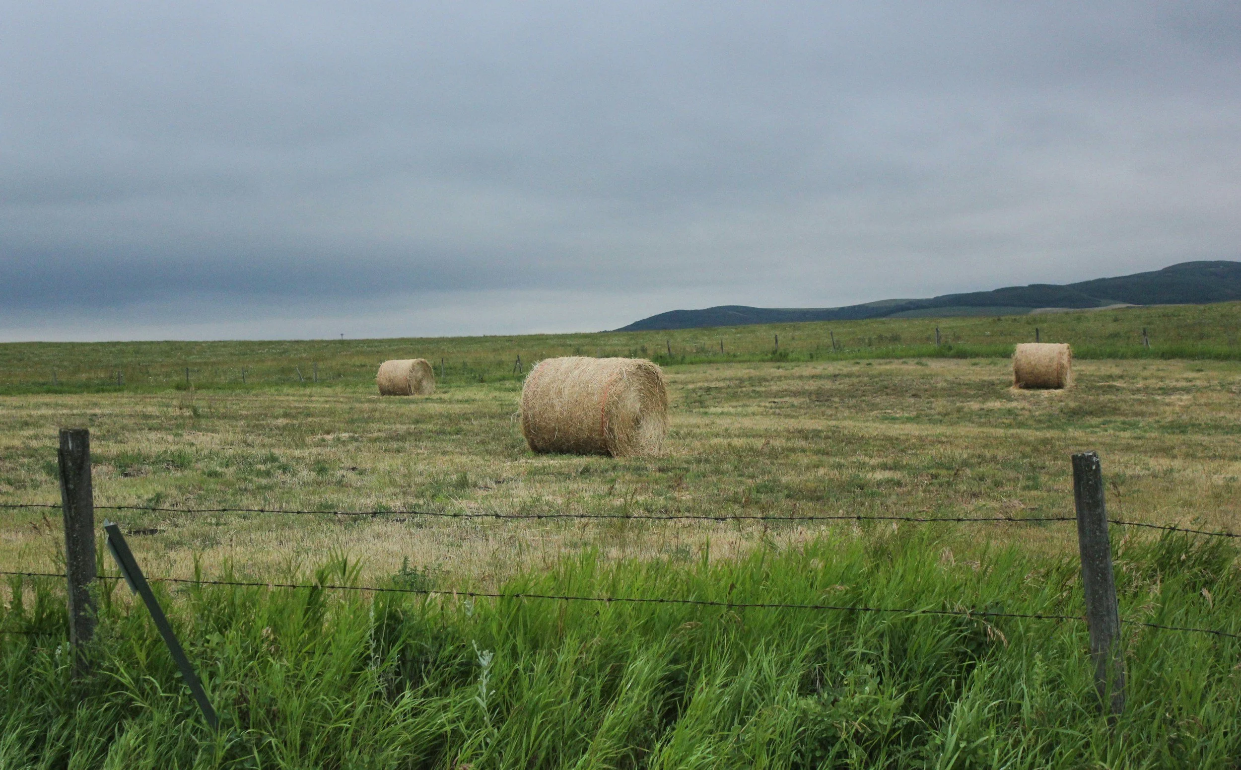 Round hay bales on a hay field in rural West Texas