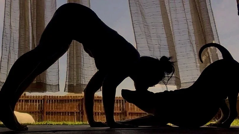 Silhouette of a person doing yoga on the floor next to a dog outside with curtains and a wooden fence in the background.