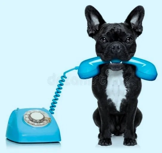 A French Bulldog with a telephone receiver in its mouth, connected to a vintage rotary phone on a light blue background.