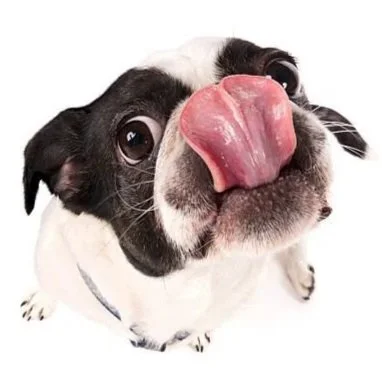 Close-up of a Boston Bulldog with its tongue sticking out.