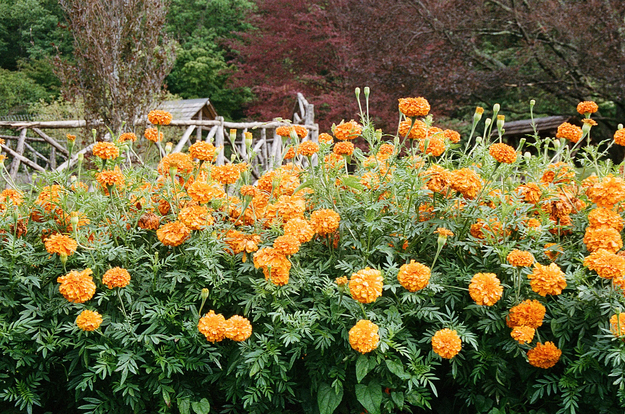 459983_5251_11_12A.jpg