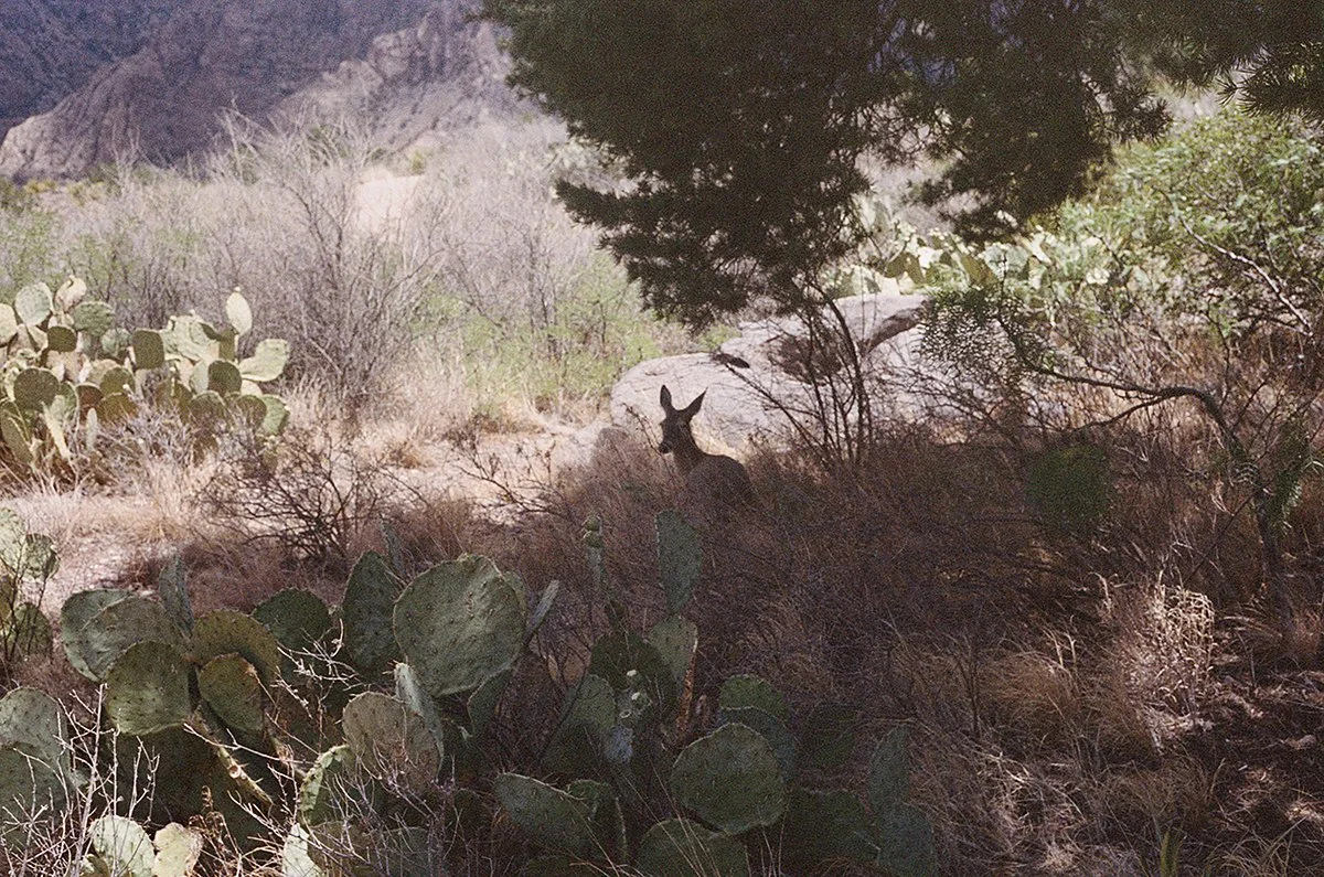 459983_5252_35_E.jpg
