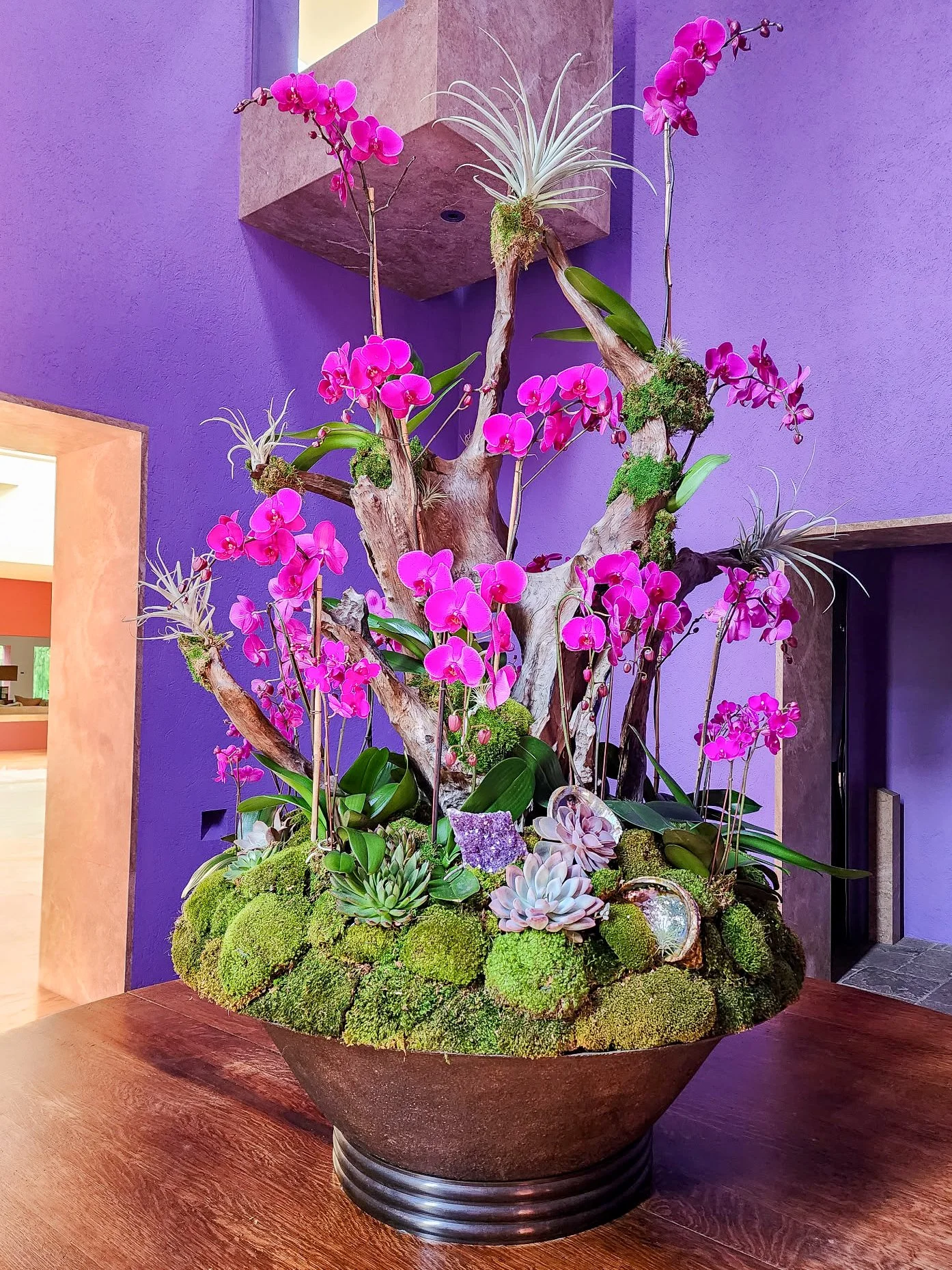  [orchids] 