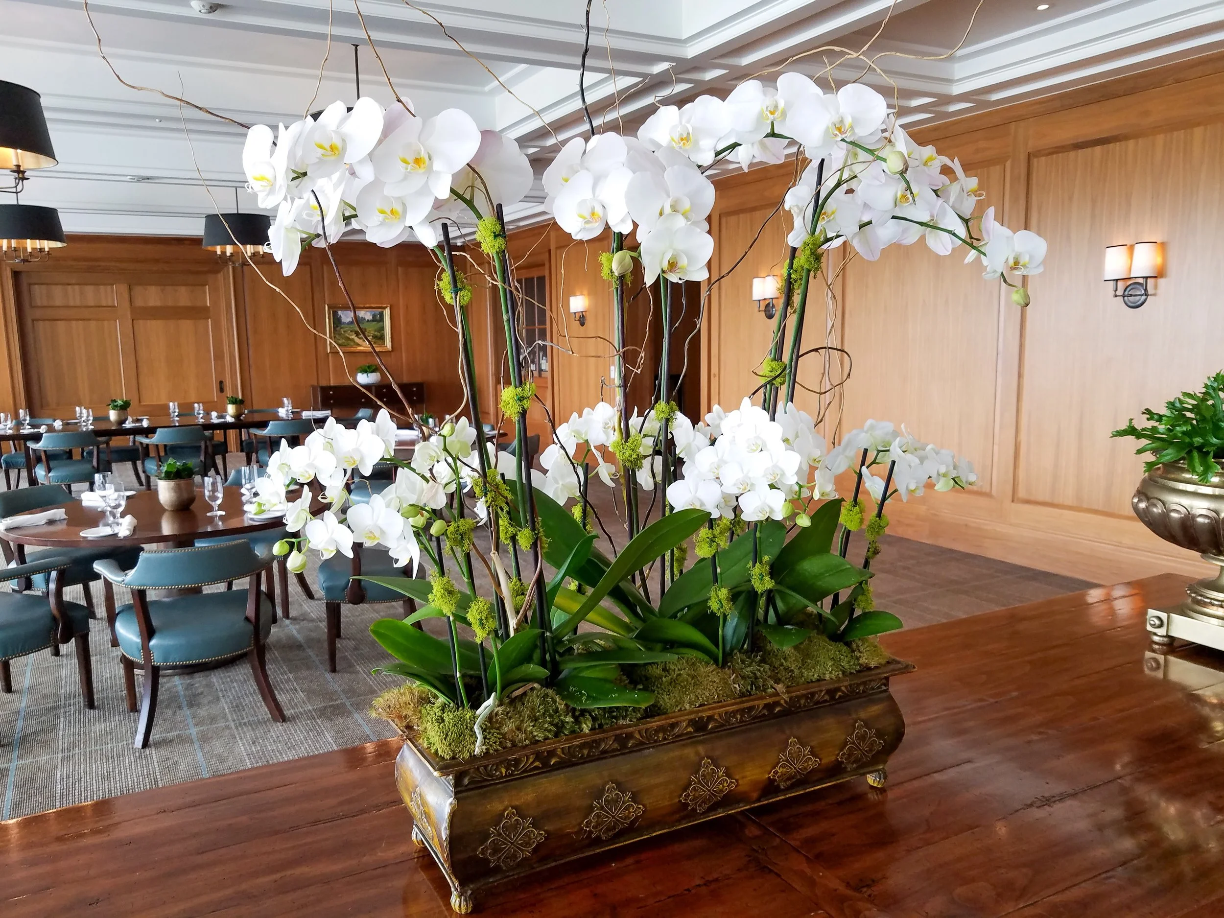  [orchids] 