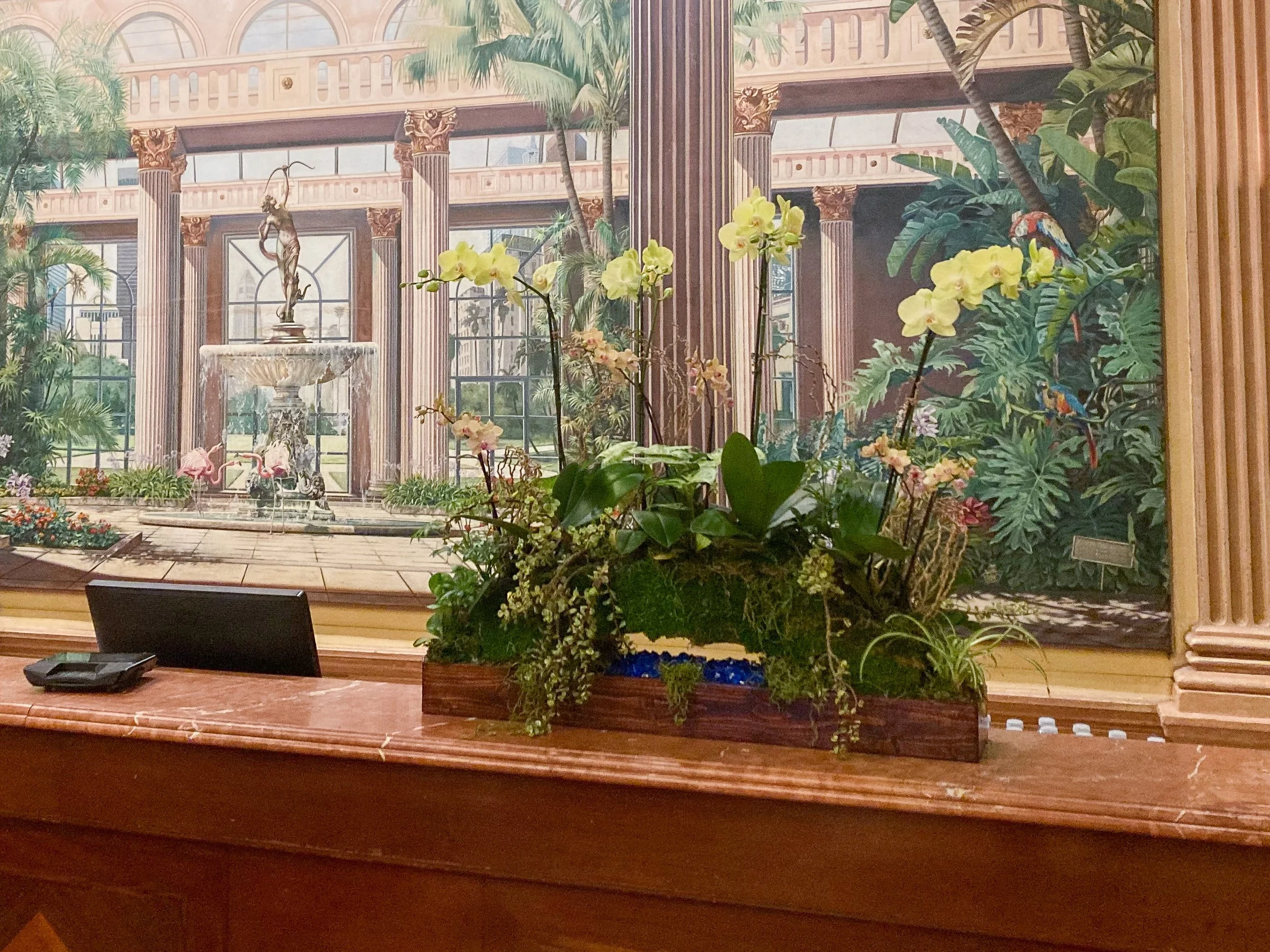  [countertop] [orchids] 