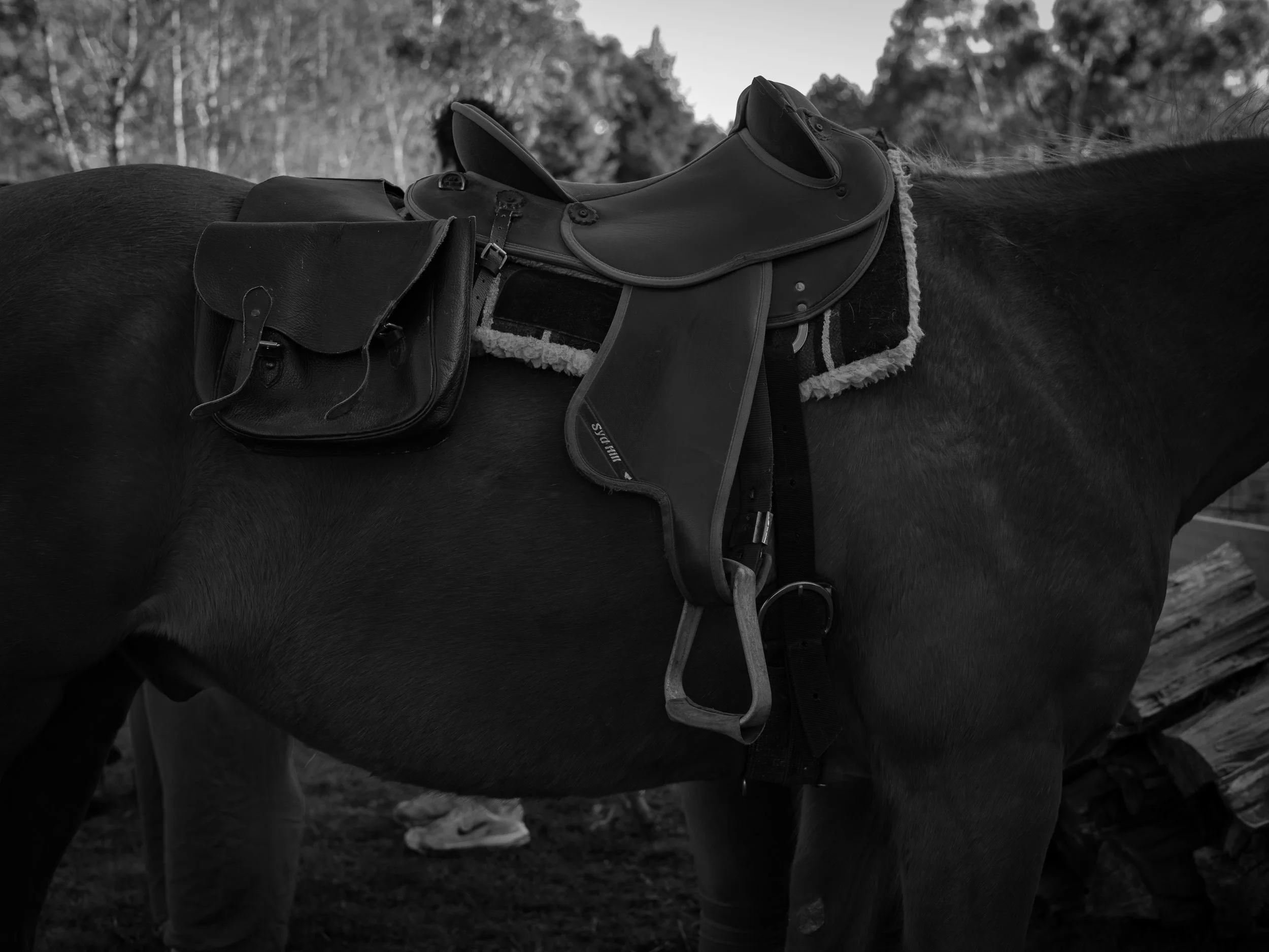 12 BIG ADVENTURE 9 2023 BW.jpg