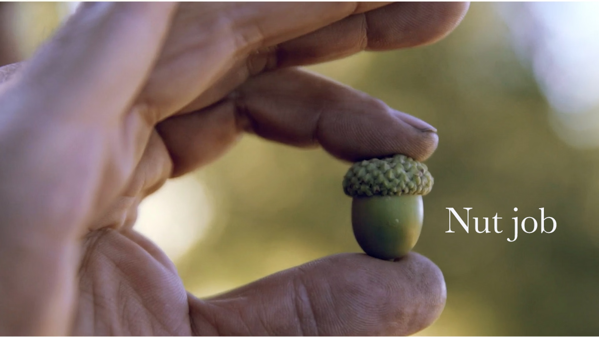 NUTJOB / a billion tree initiative