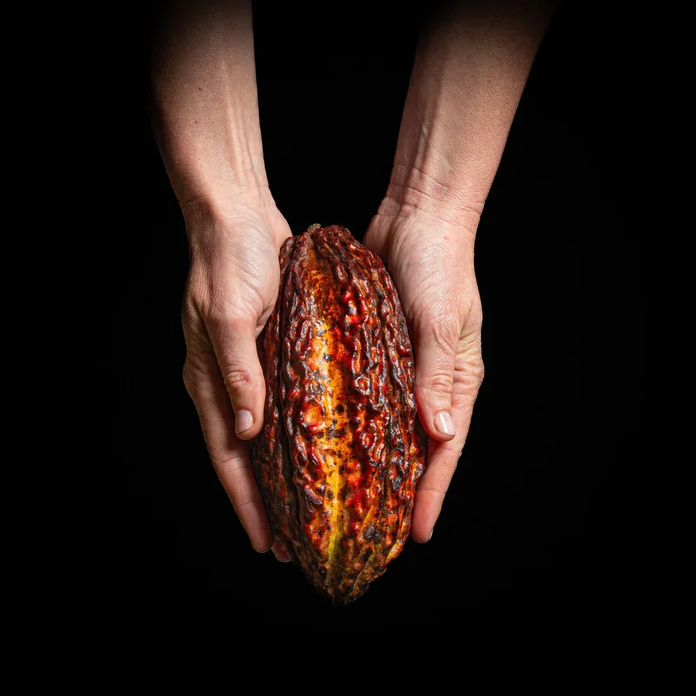 Two hands holding a large, dark brown, textured cacao pod against a black background.