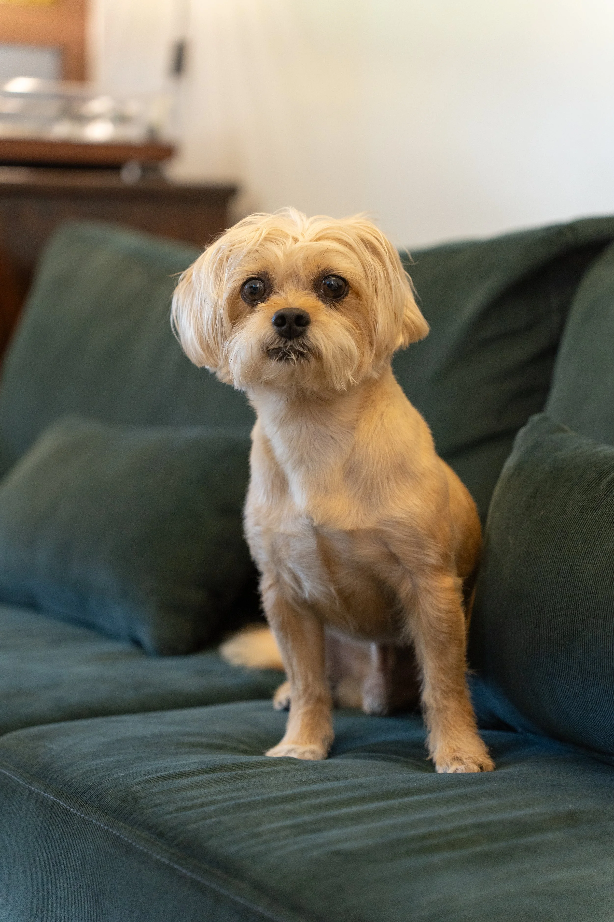 DOG 11.jpg