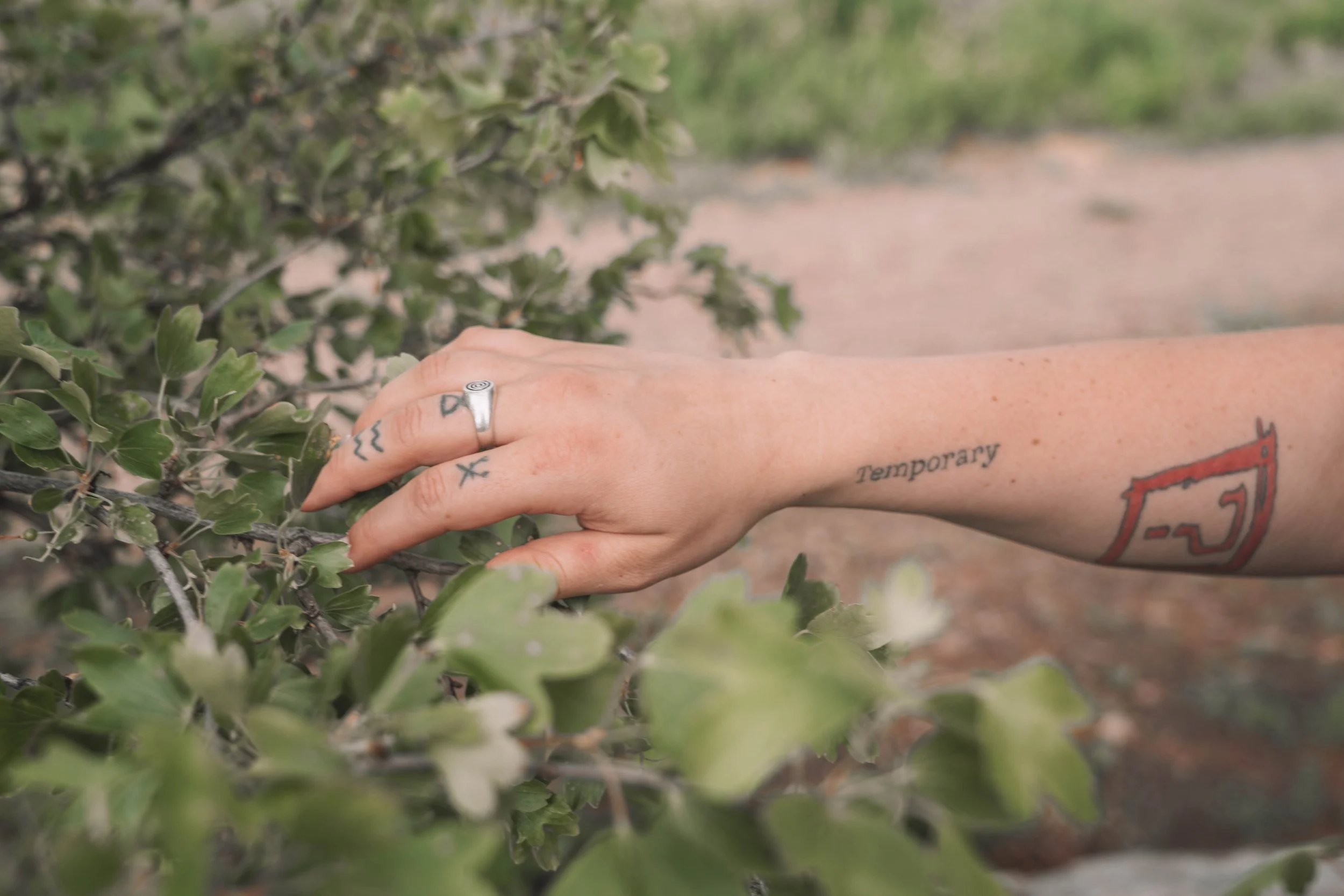 A person's arm with various tattoos, including the word 'Temporary,' reaching through green shrubbery with a blurred, sandy background.