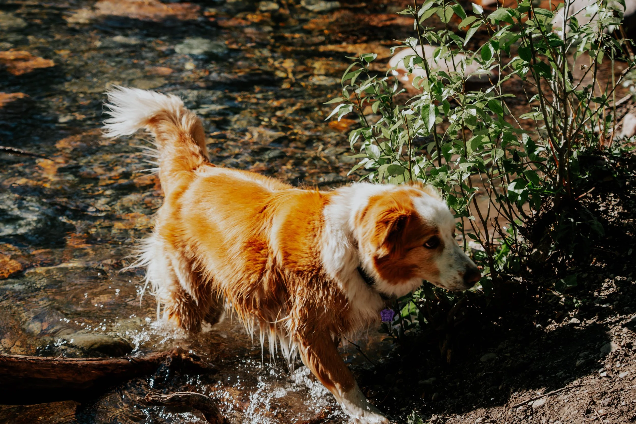A dog with a white and brown coat wading through a shallow creek surrounded by rocky terrain and green leafy bushes.