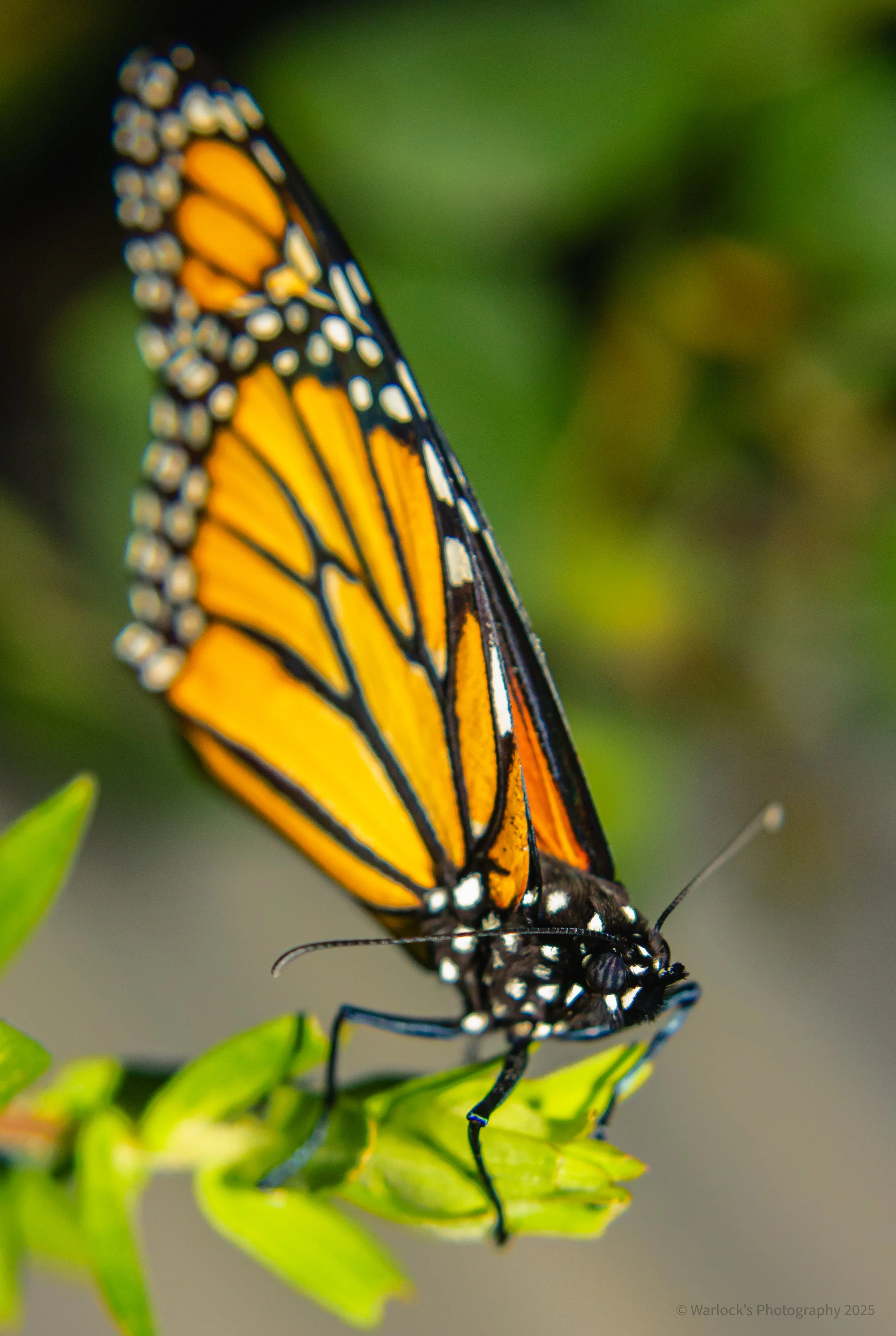 _MG_5389.JPG