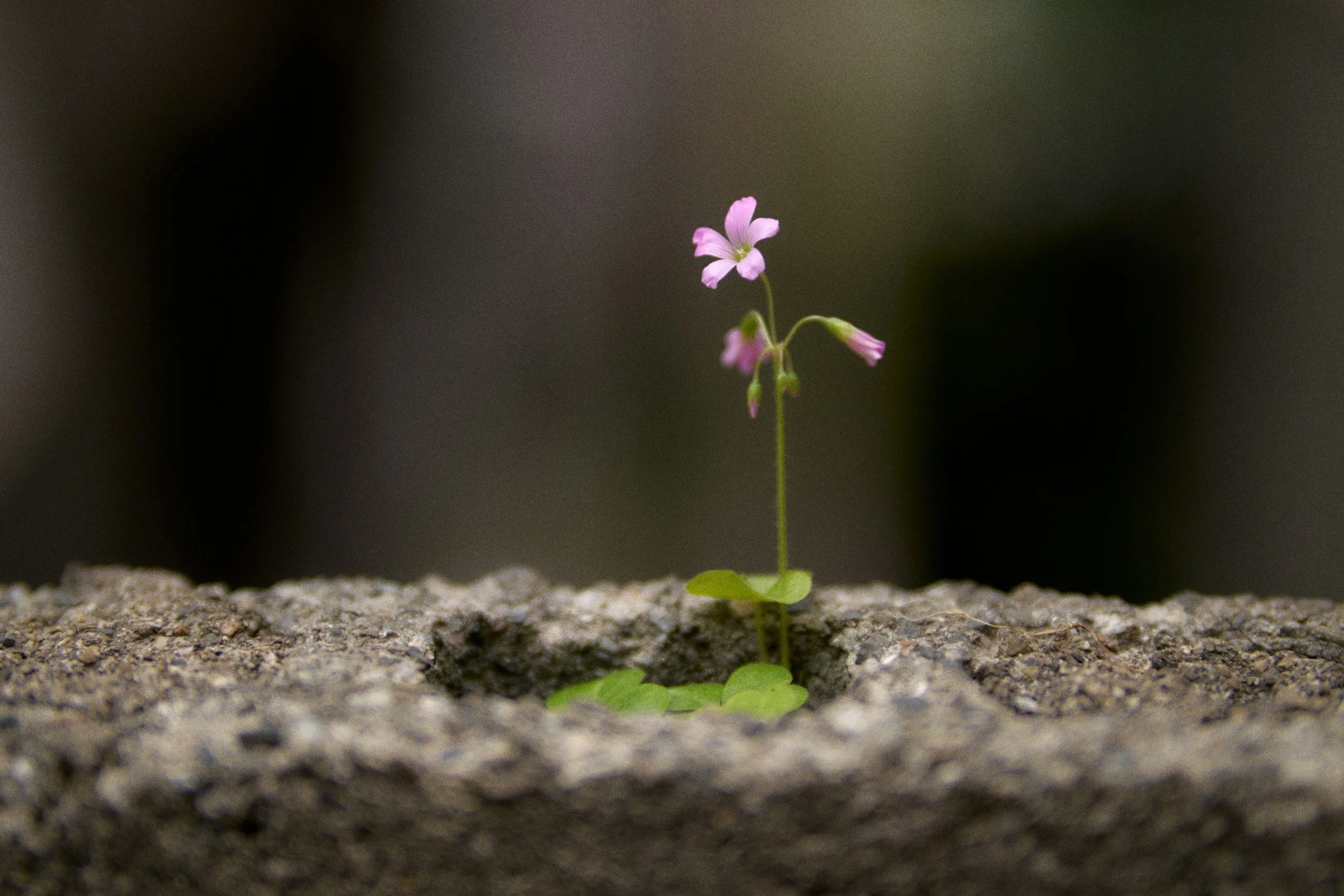 A small pink flower with green leaves growing out of dark soil, with a blurred background.