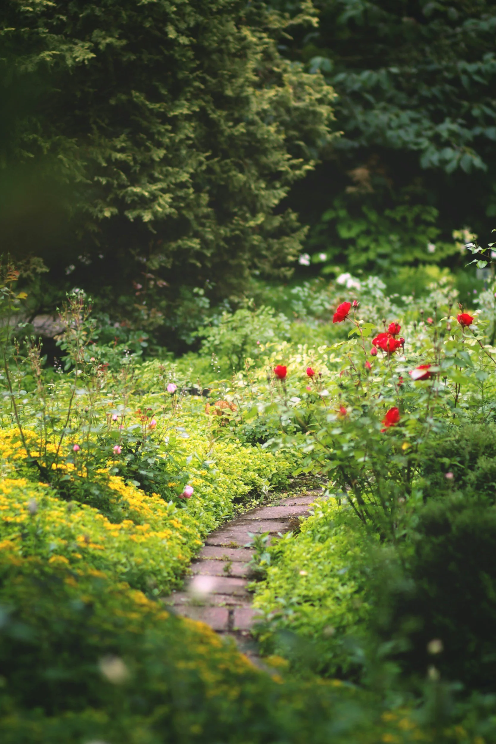 A garden pathway surrounded by lush green bushes and vibrant flowers, including red and pink blooms, with trees in the background.