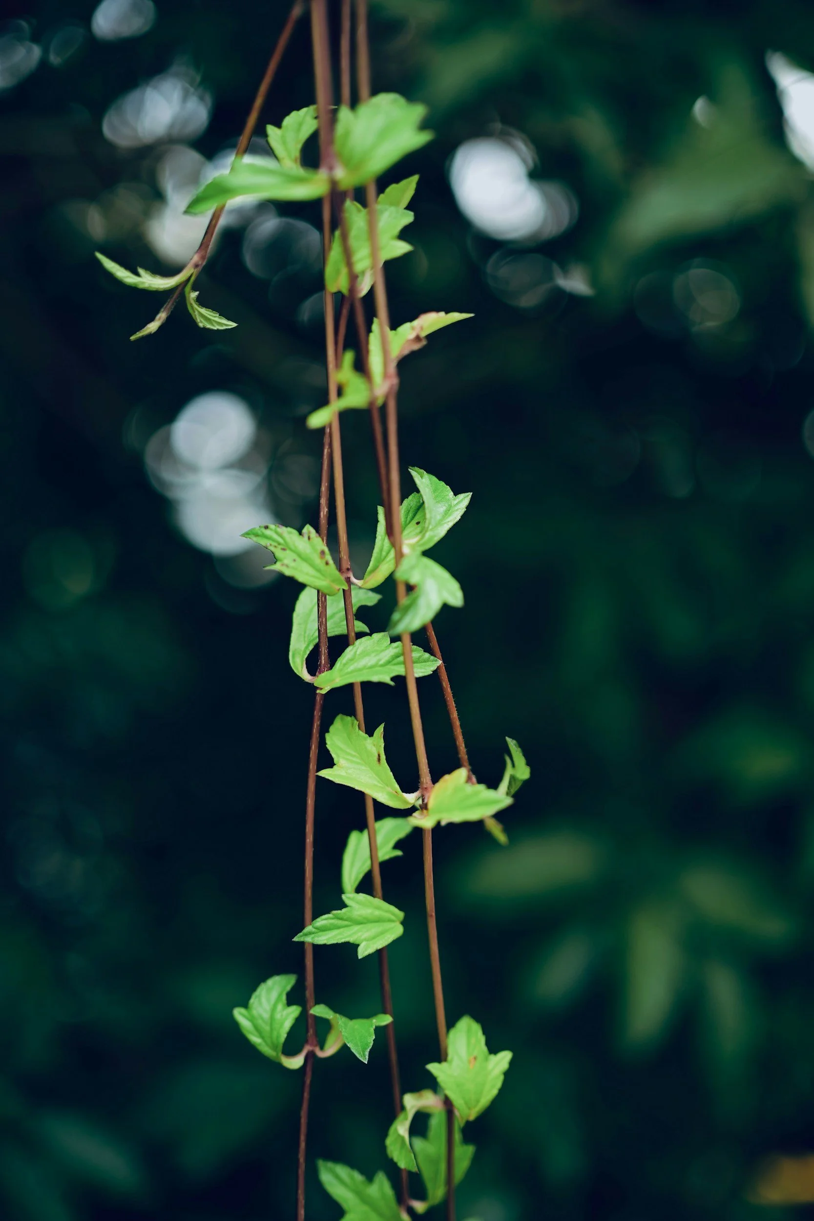 Close-up of a vine with green leaves hanging on a brown string, with blurred greenery background.