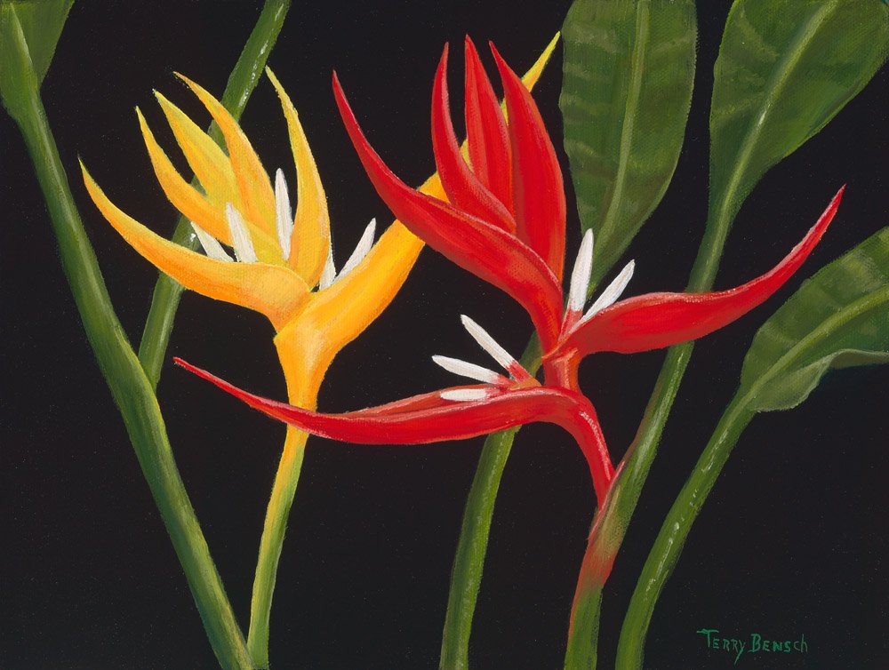 Bensch_Bold and Red Heleconia_1000px - Copy.jpg