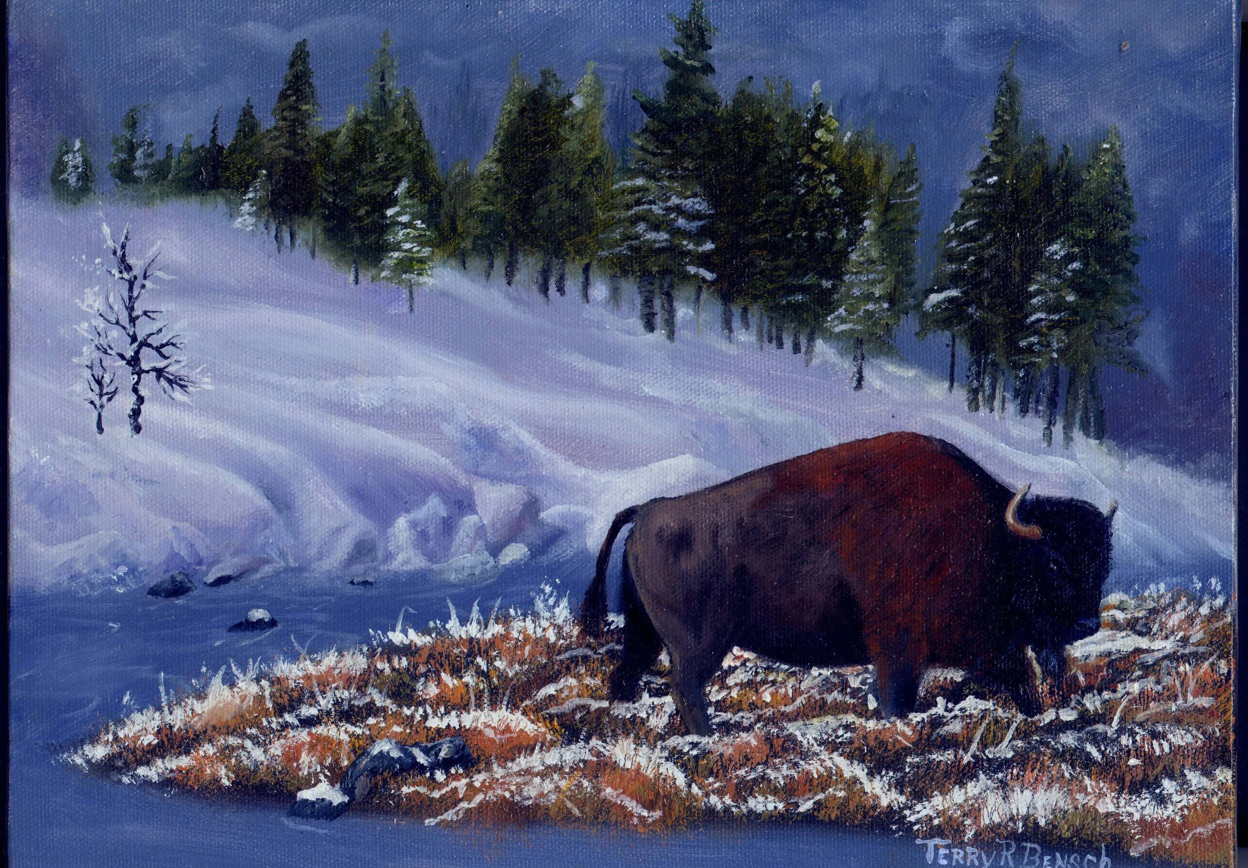 lone buffalo.jpg