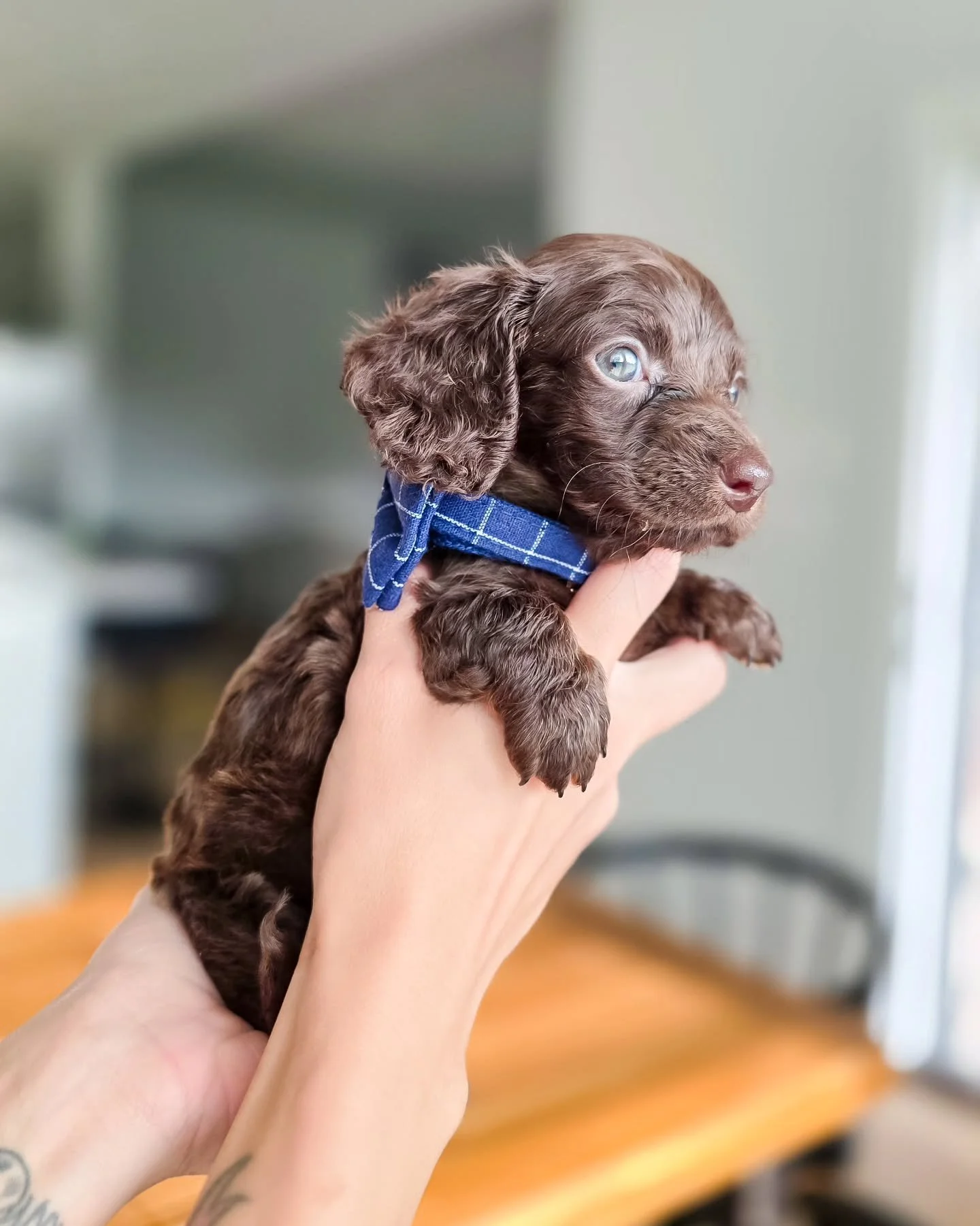 Franky P.🖤

We've been ALOT busy lol.
The timing of everything has been so wild. One of these days I'll share the details of our move and how everything played out so perfectly. 

But for now I couldn't not share our newest addition.
Sorry not sorry
