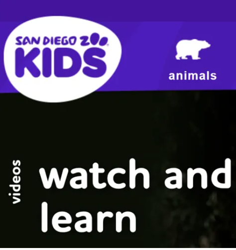san diego zoo virtual field trip