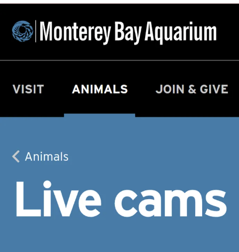 monterey bay aquarium virtual field trip