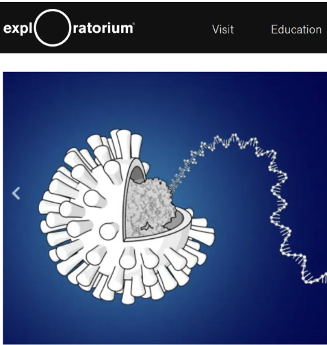 exploratorium virtual field trip