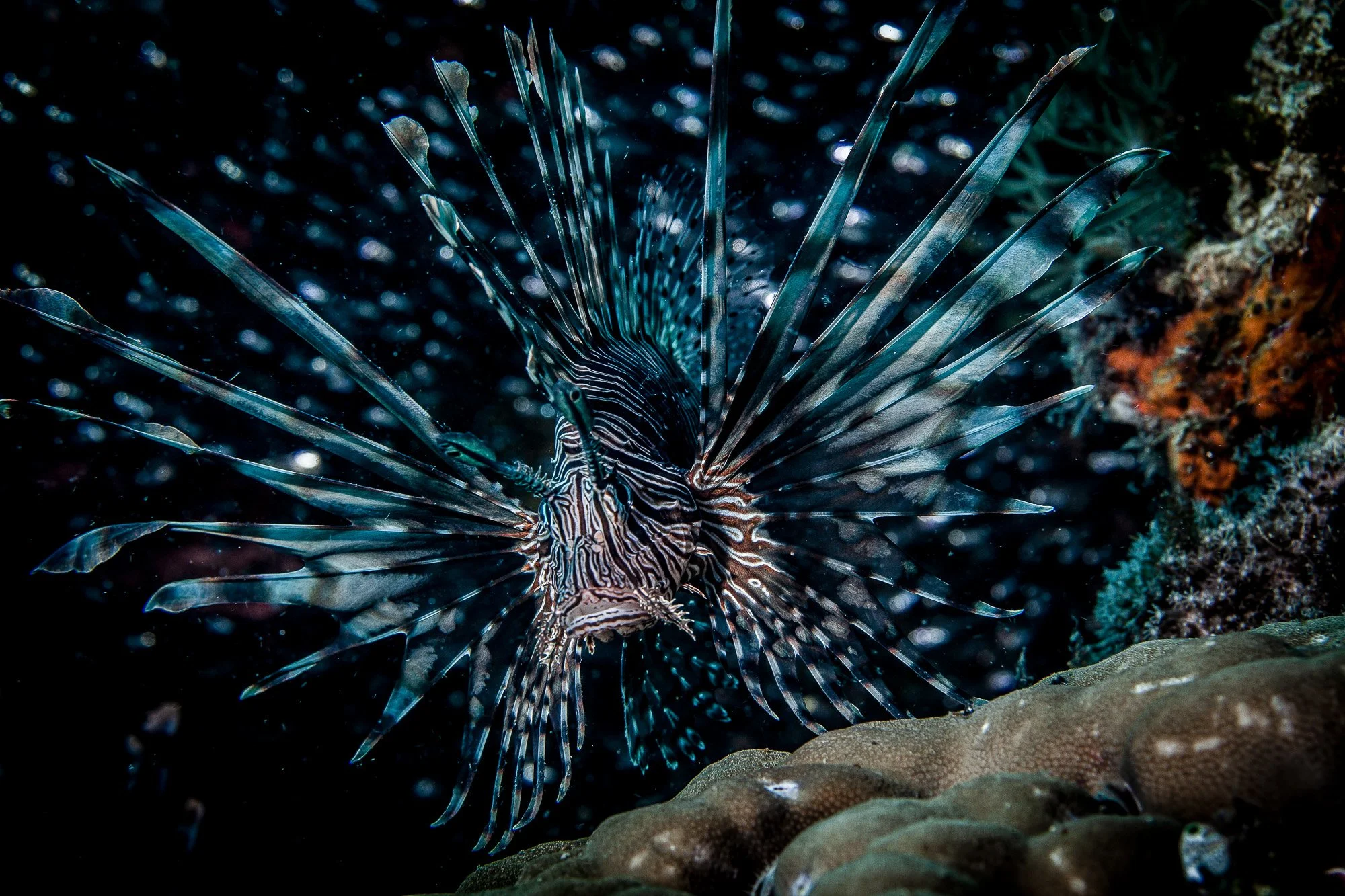 Underwater WEBSITE 26-23-2.jpg