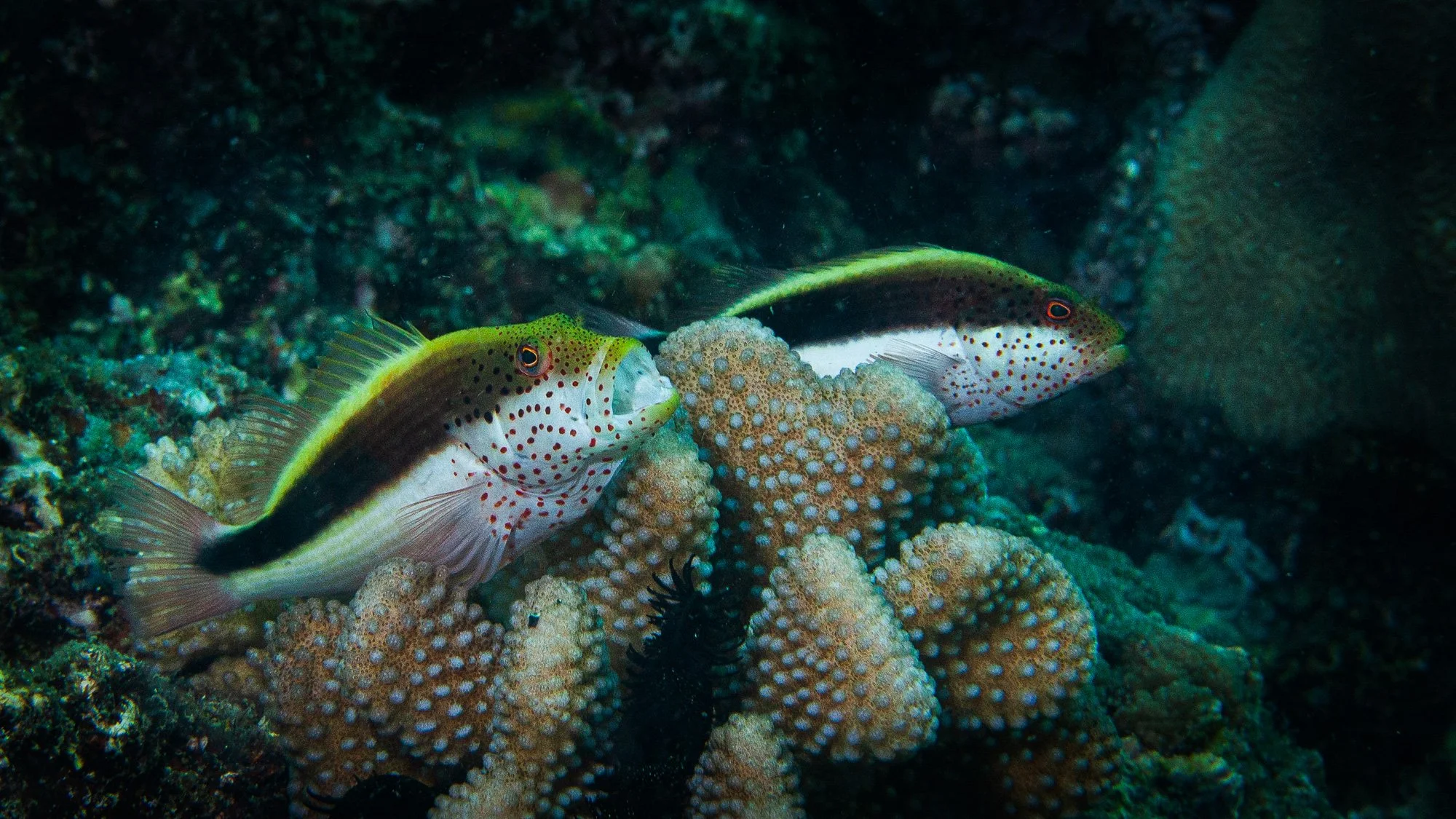 Underwater WEBSITE 26-24-2.jpg