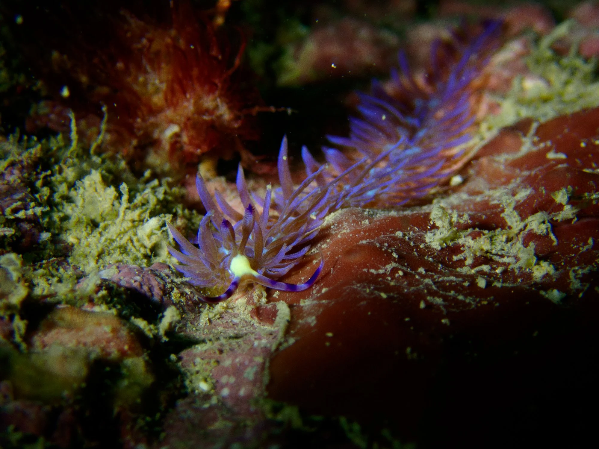 website underwater 26-15-2.jpg