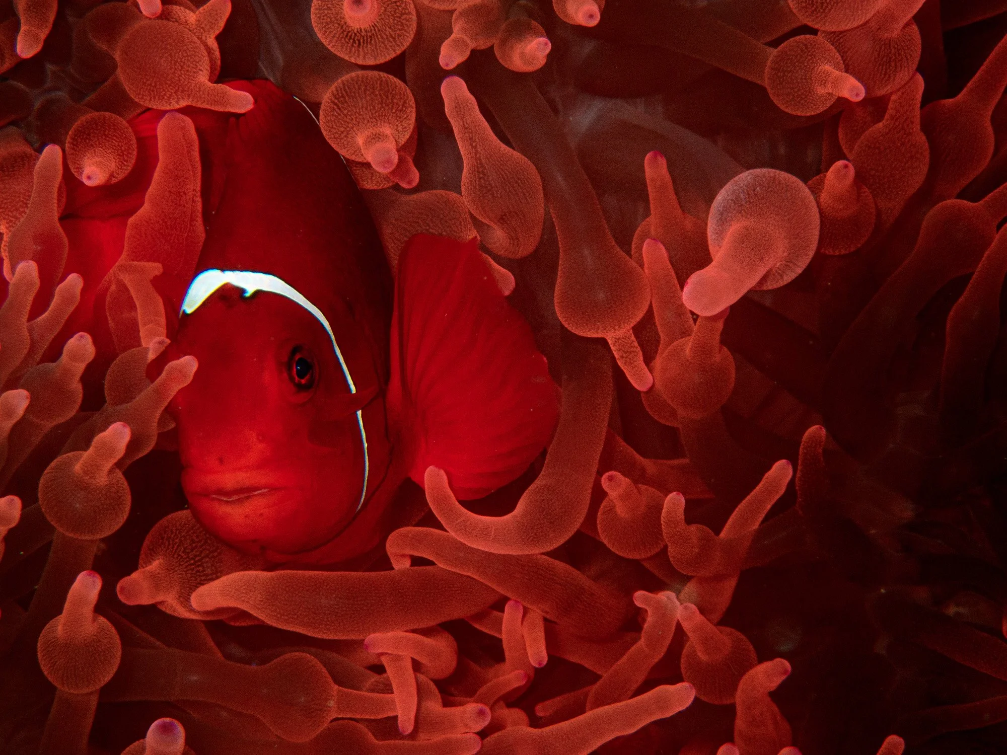 website underwater 26-18.jpg