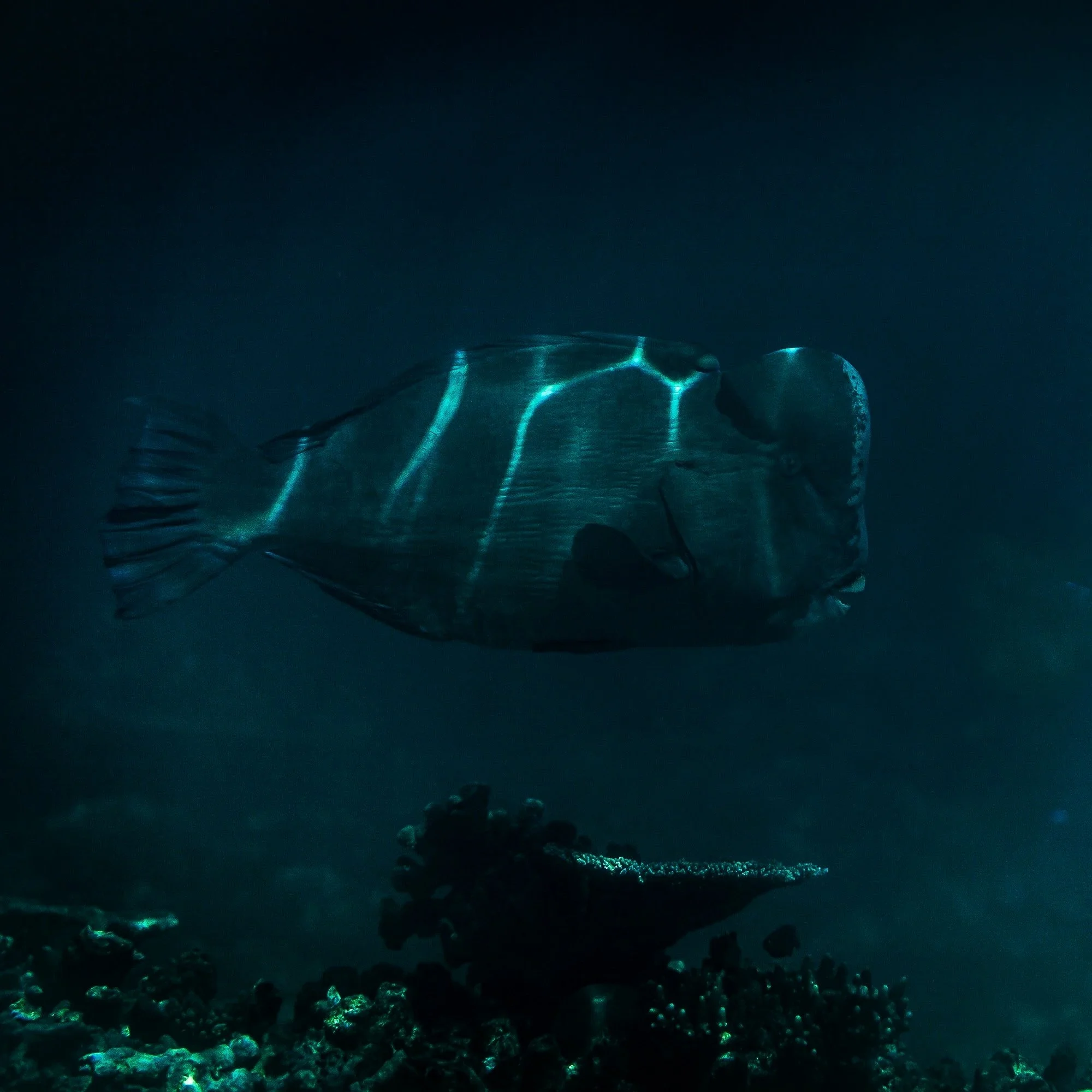 Underwater+WEBSITE+26-1-2.jpg