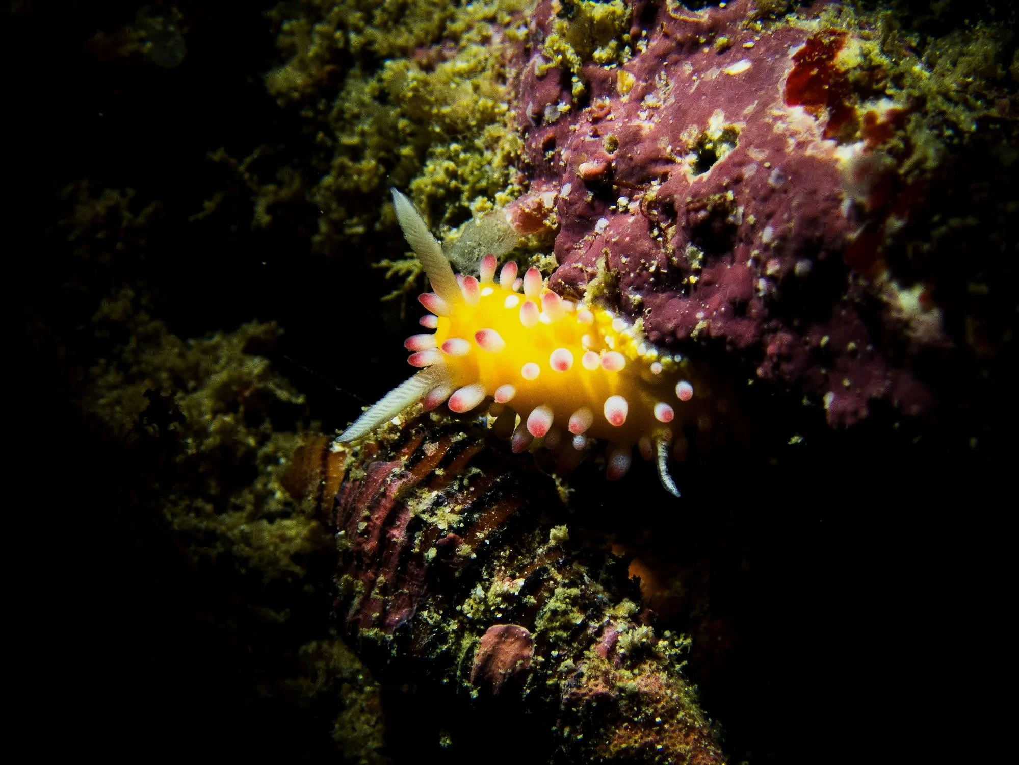 website+underwater+26-5-2.jpg