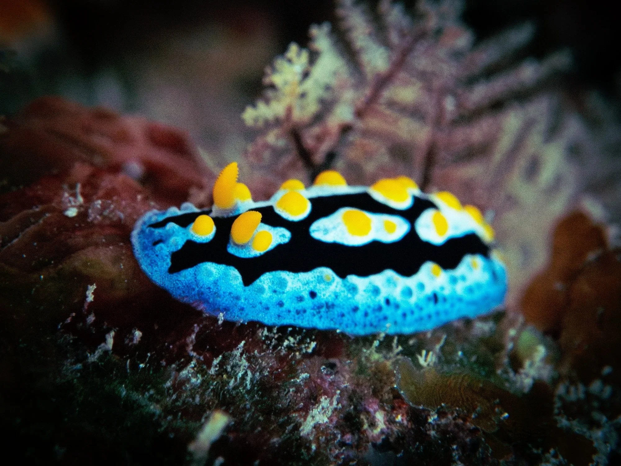 website+underwater+26-10-2.jpg