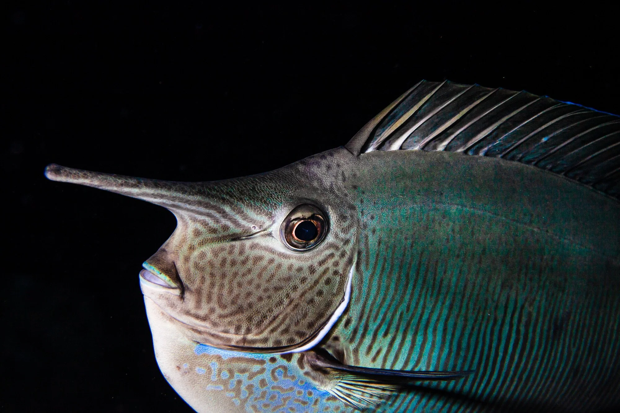 Underwater WEBSITE 26-10-2.jpg