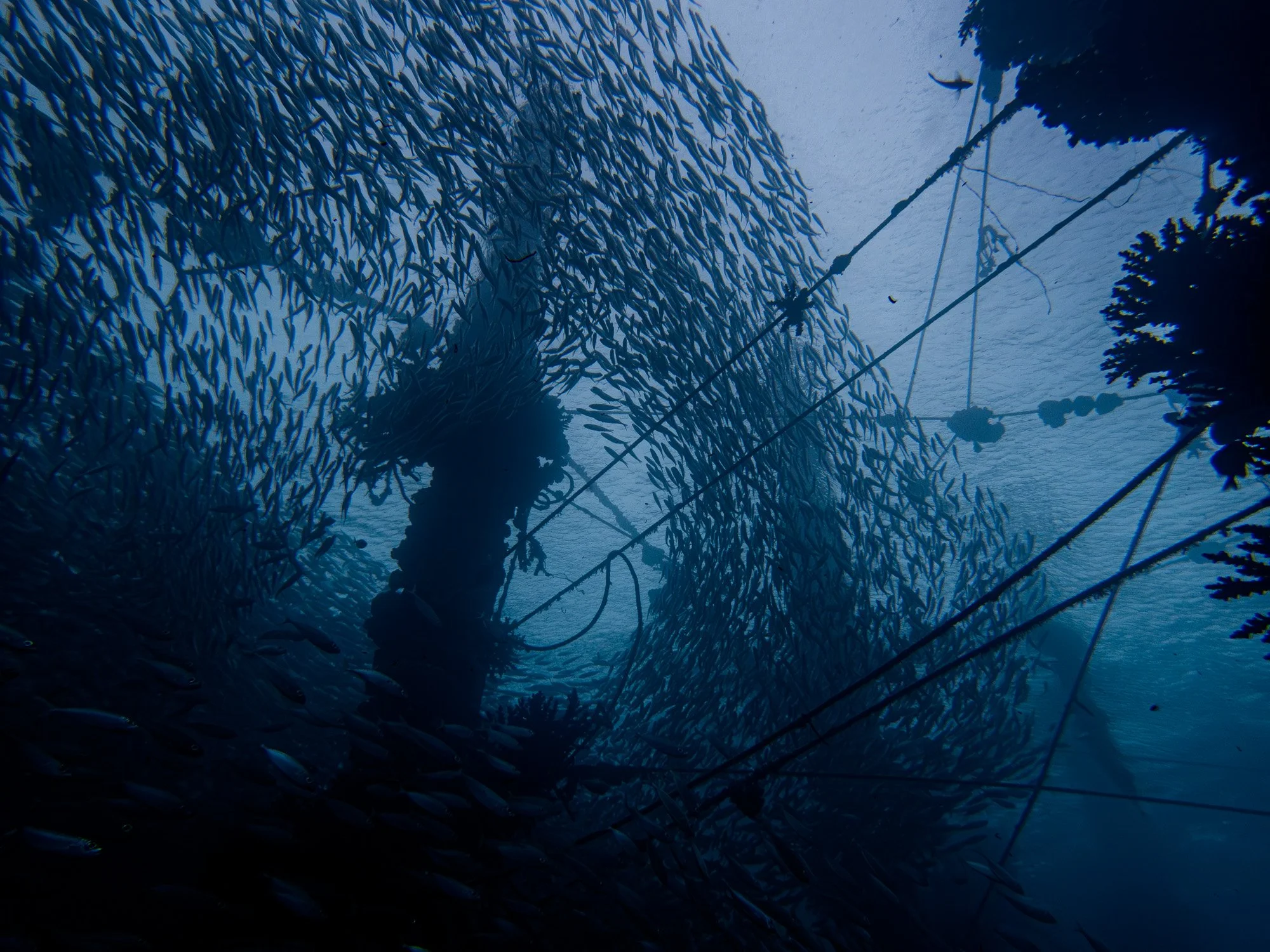 website underwater 26-17.jpg