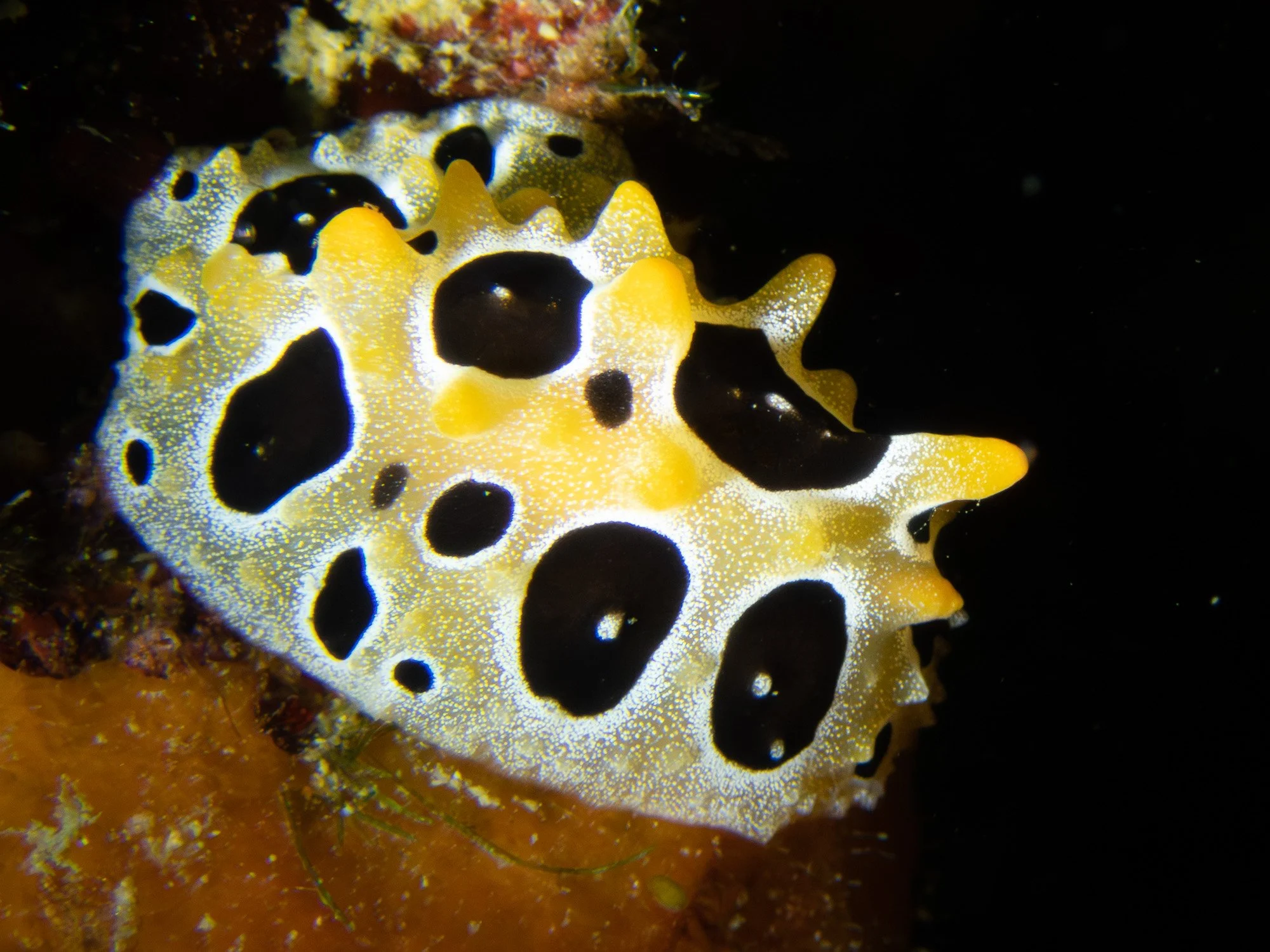 website underwater 26-4-2.jpg