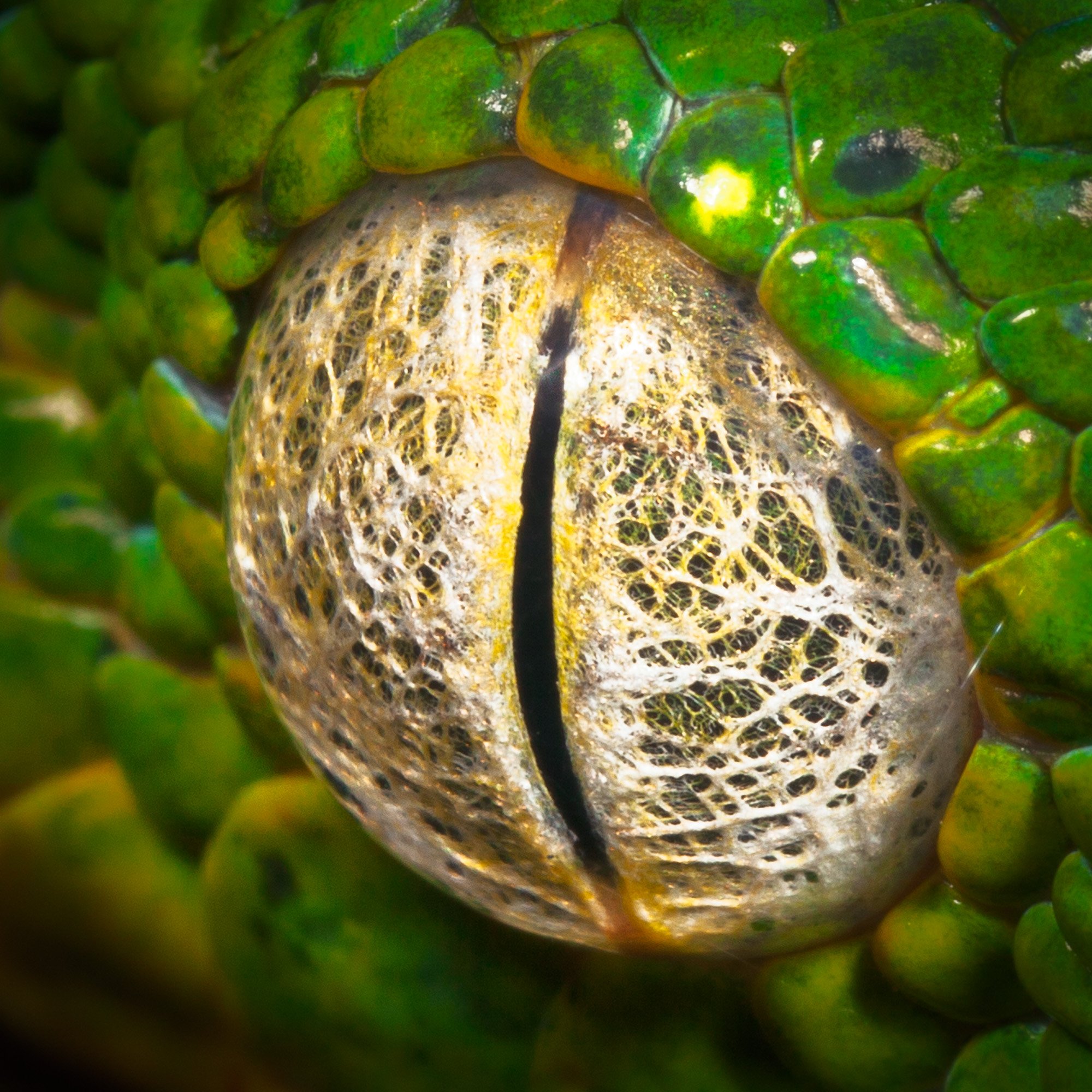 Up close and personal WEBSITE 26-3.jpg
