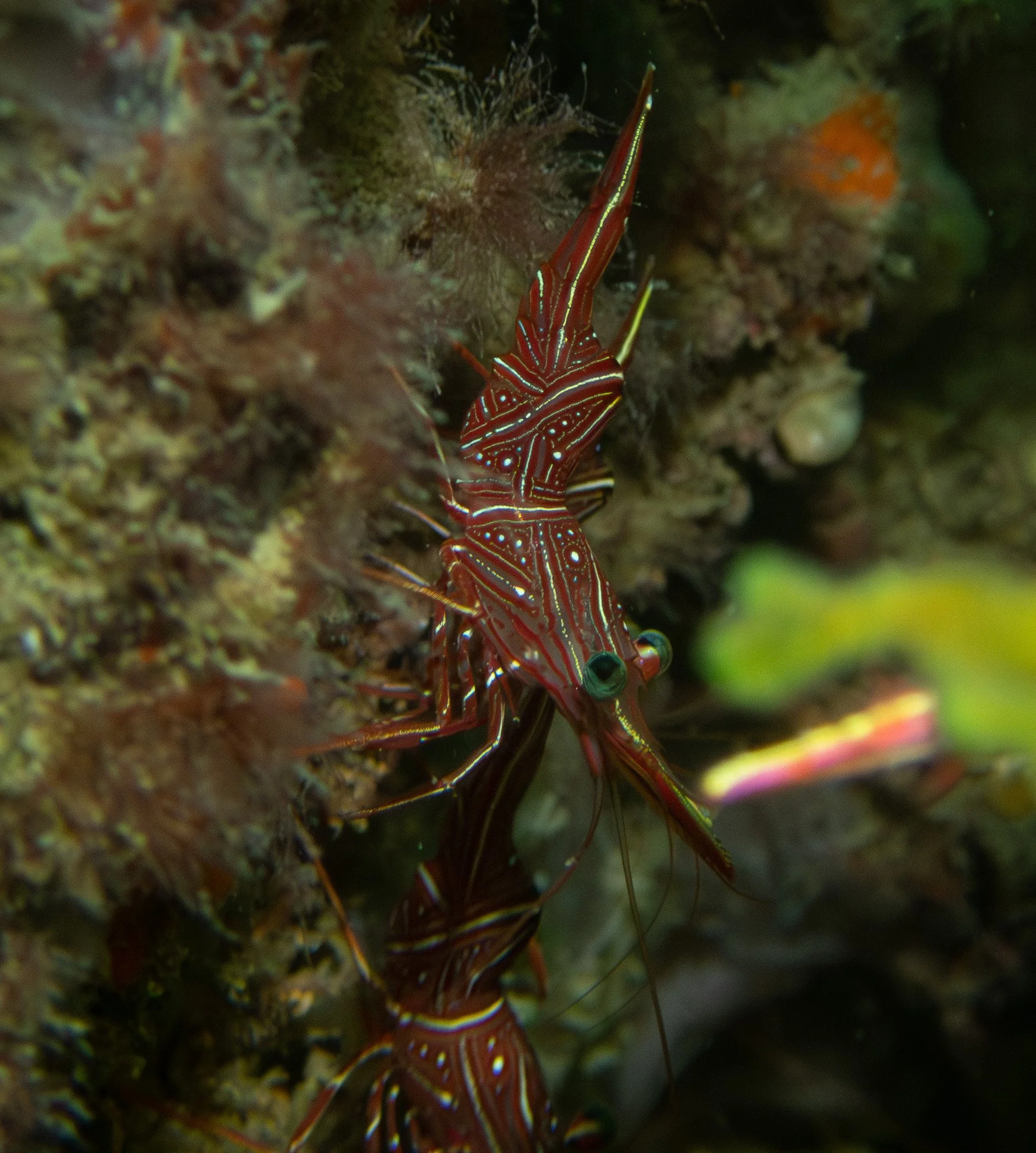 website underwater 26-13-2.jpg