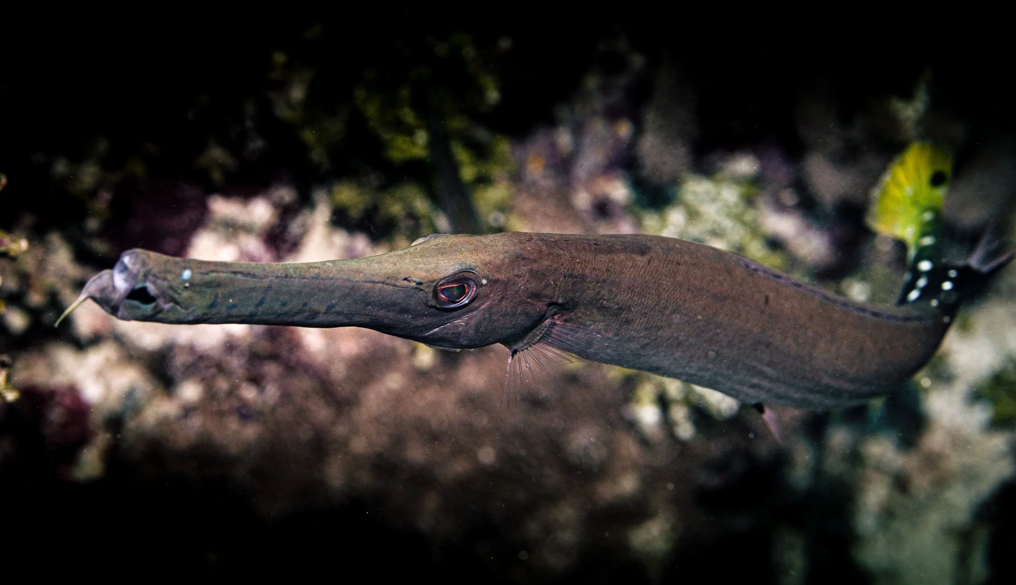 Underwater WEBSITE 26-15-2.jpg