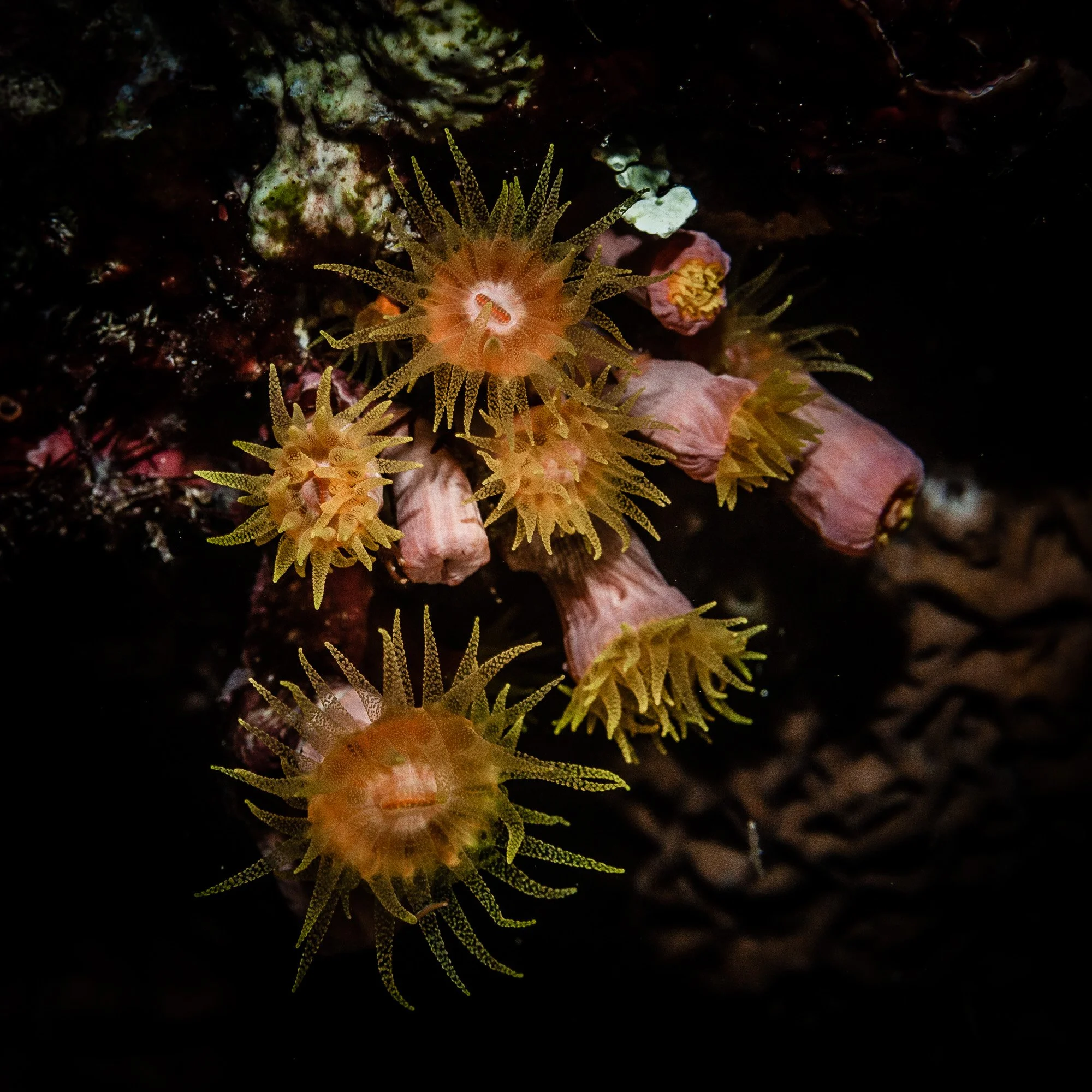 Underwater WEBSITE 26-27.jpg