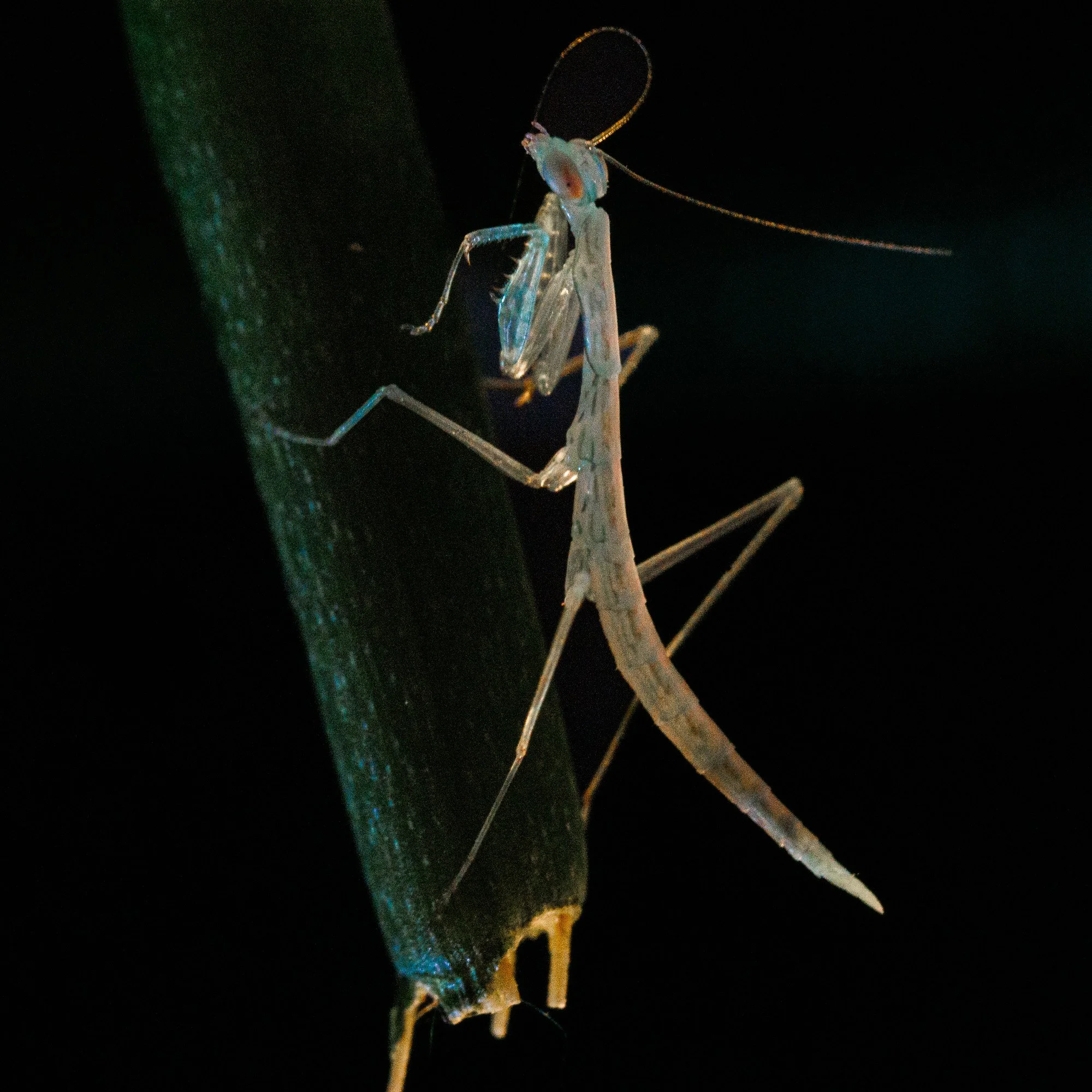 Up close and personal WEBSITE 26-8.jpg