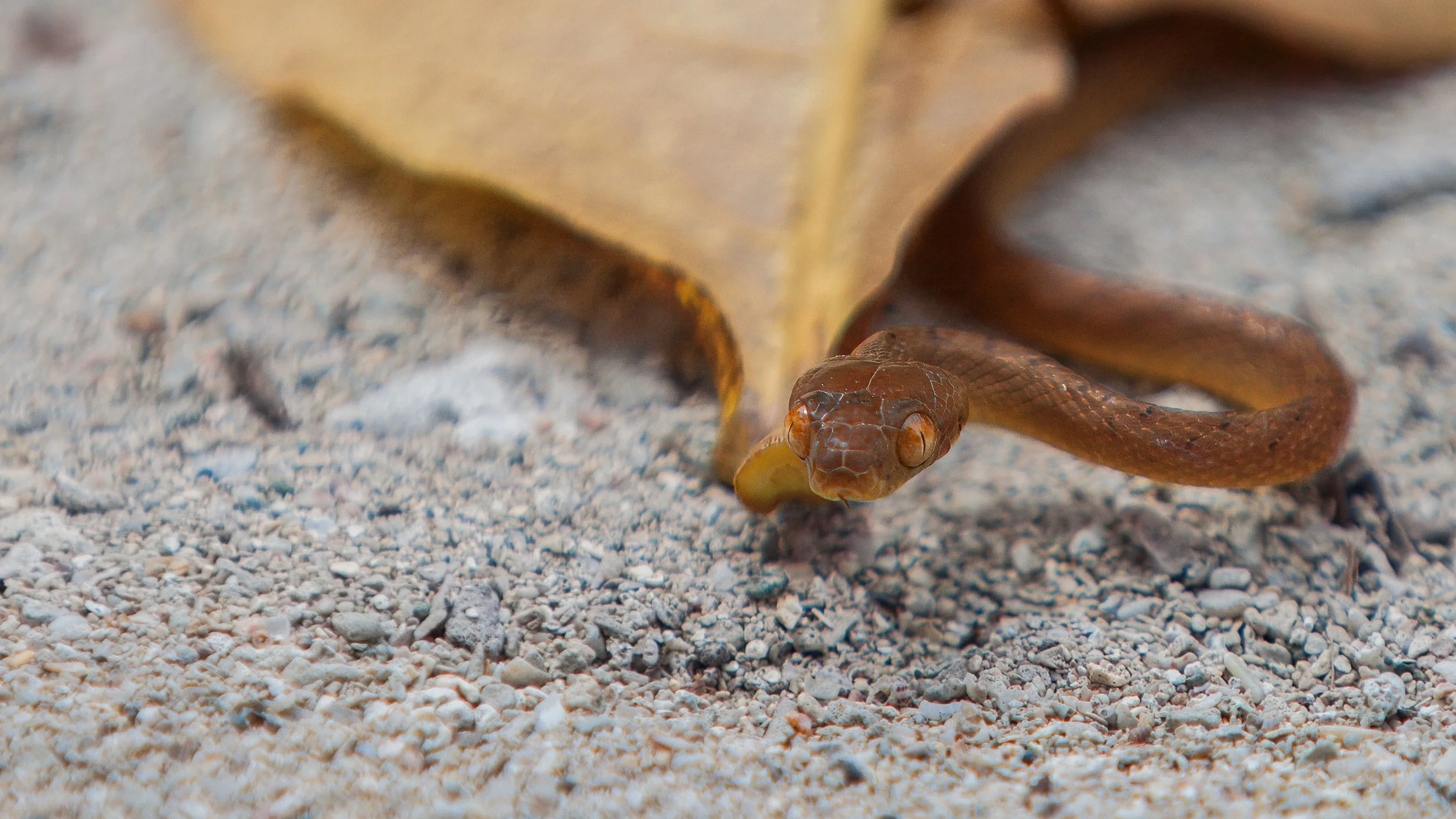 up close little tree snake Gudi-1.jpg