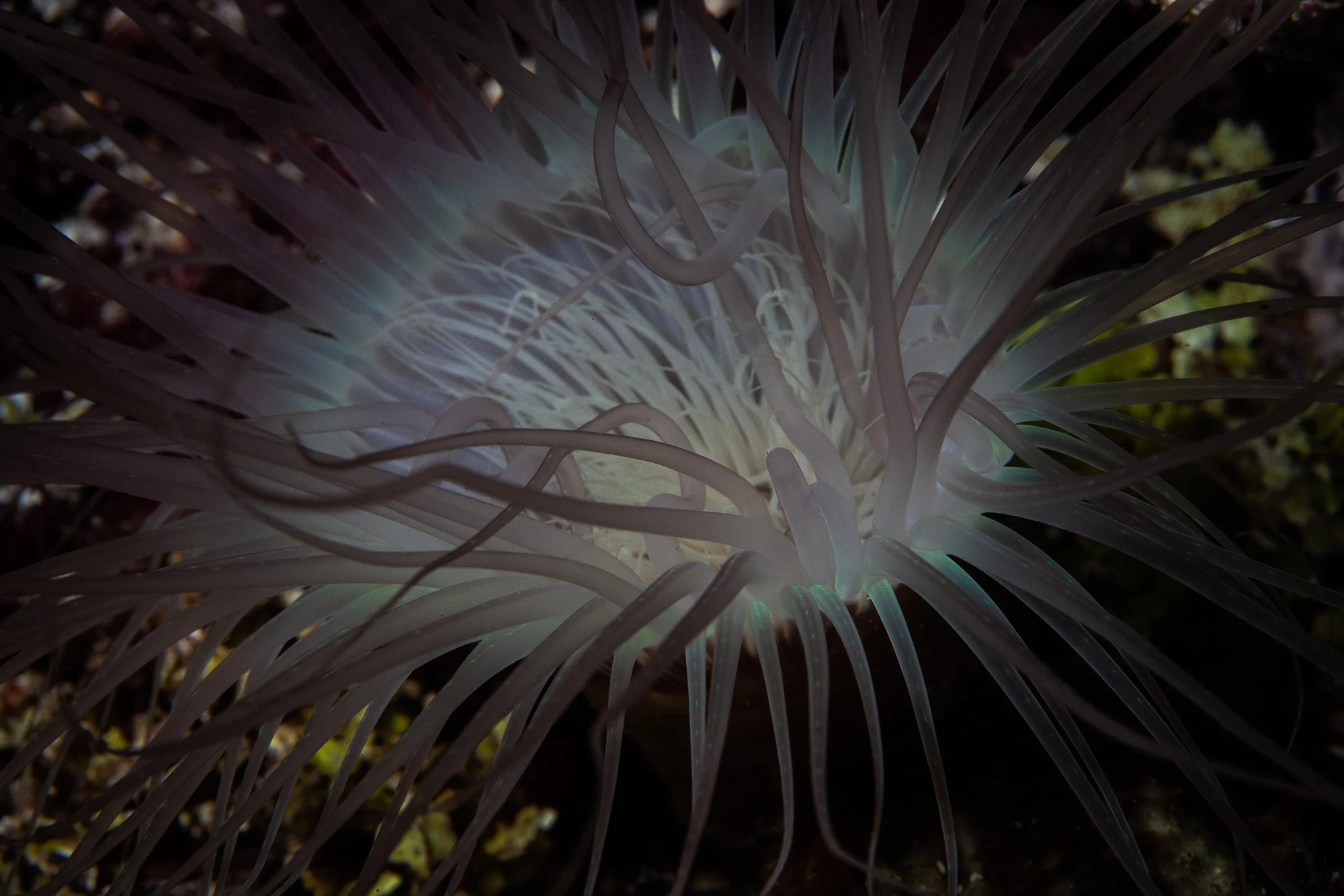 Underwater WEBSITE 26-43.jpg