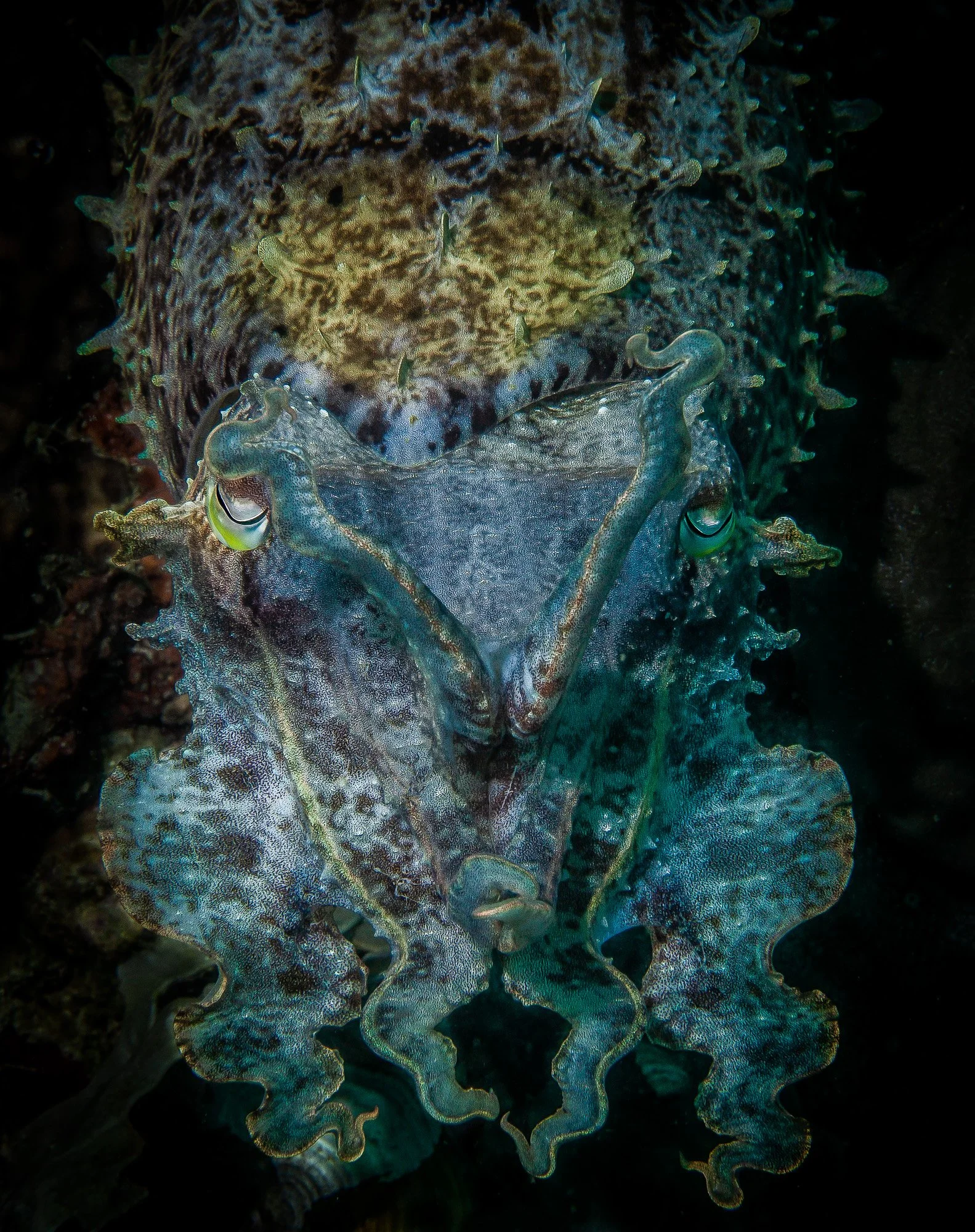 Underwater WEBSITE 26-26-2.jpg