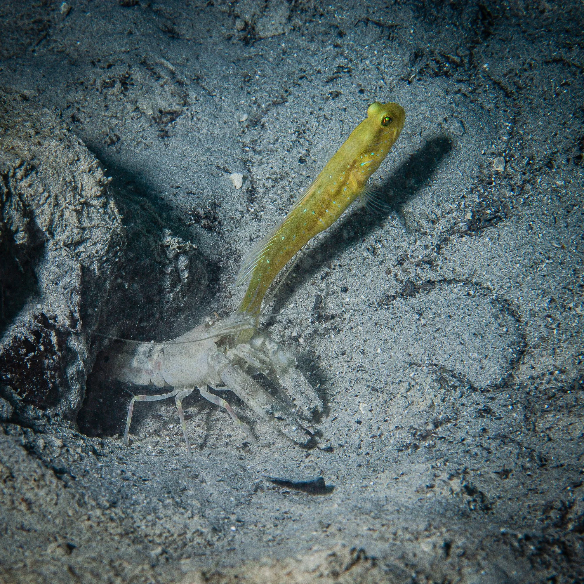 Underwater WEBSITE 26-25-2.jpg