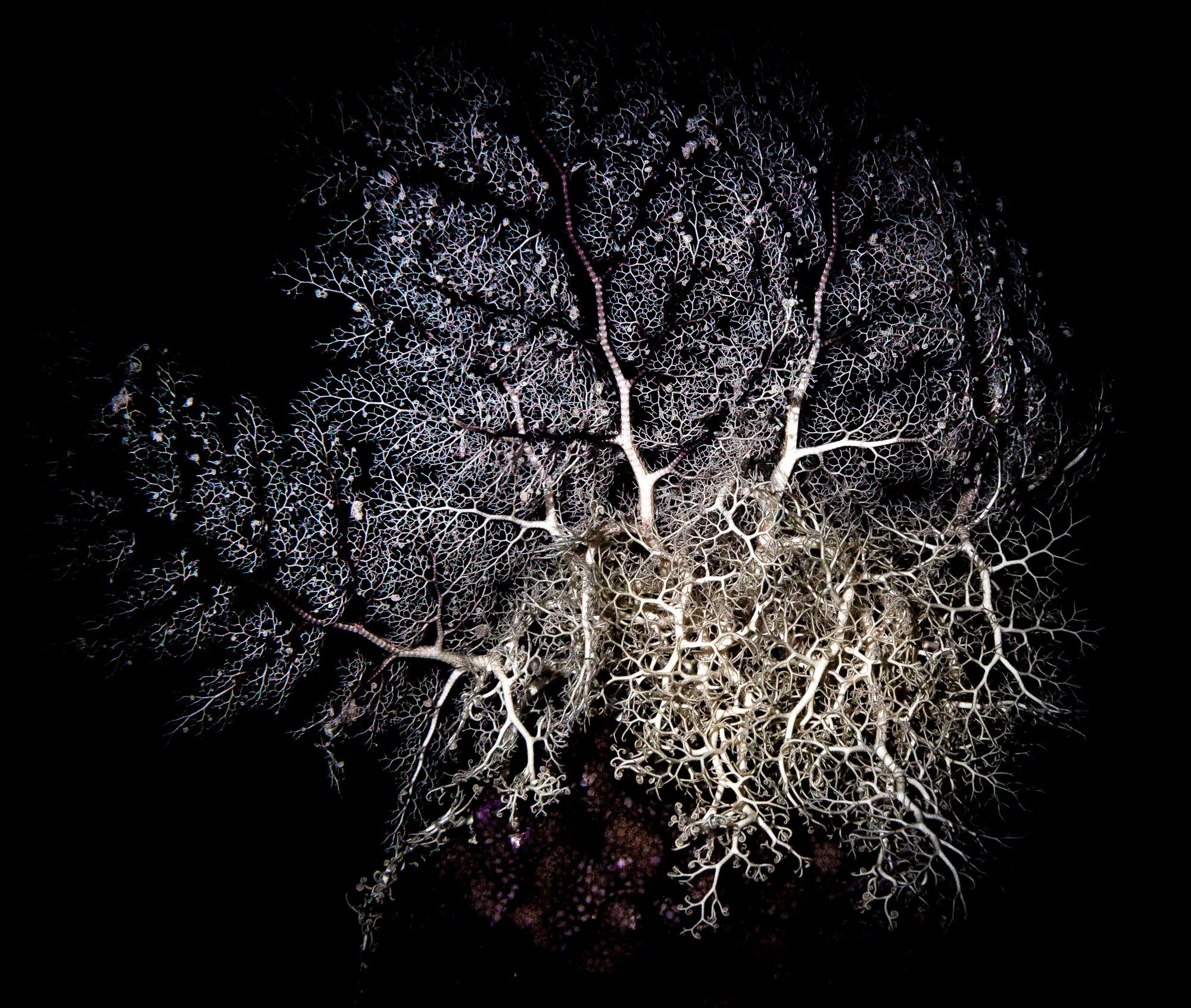 Underwater WEBSITE 26-9-2.jpg
