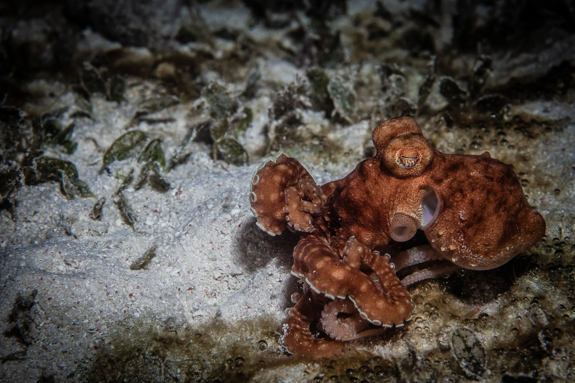Underwater WEBSITE 26-22-2.jpg