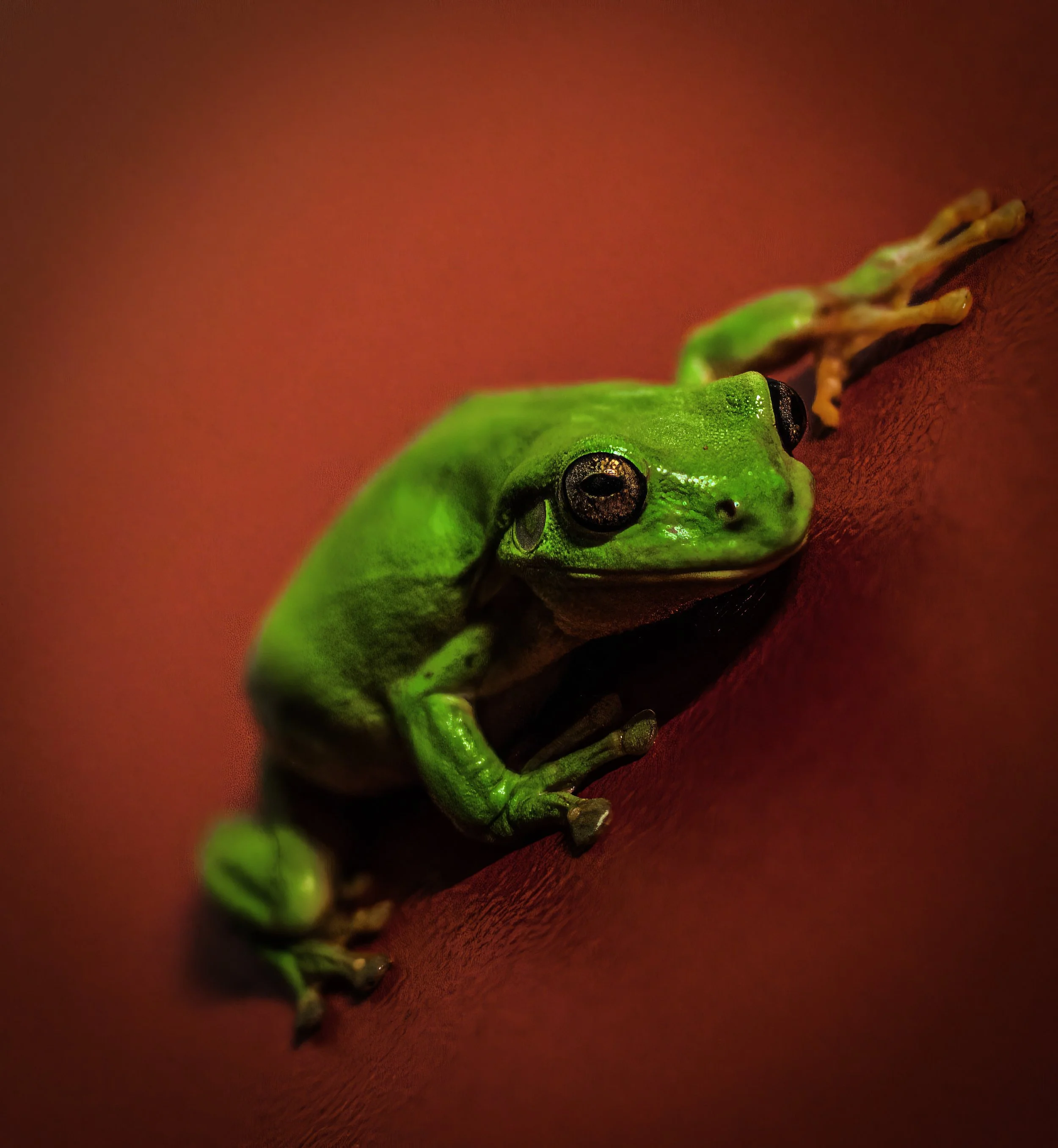 green frog on orange-1.jpg