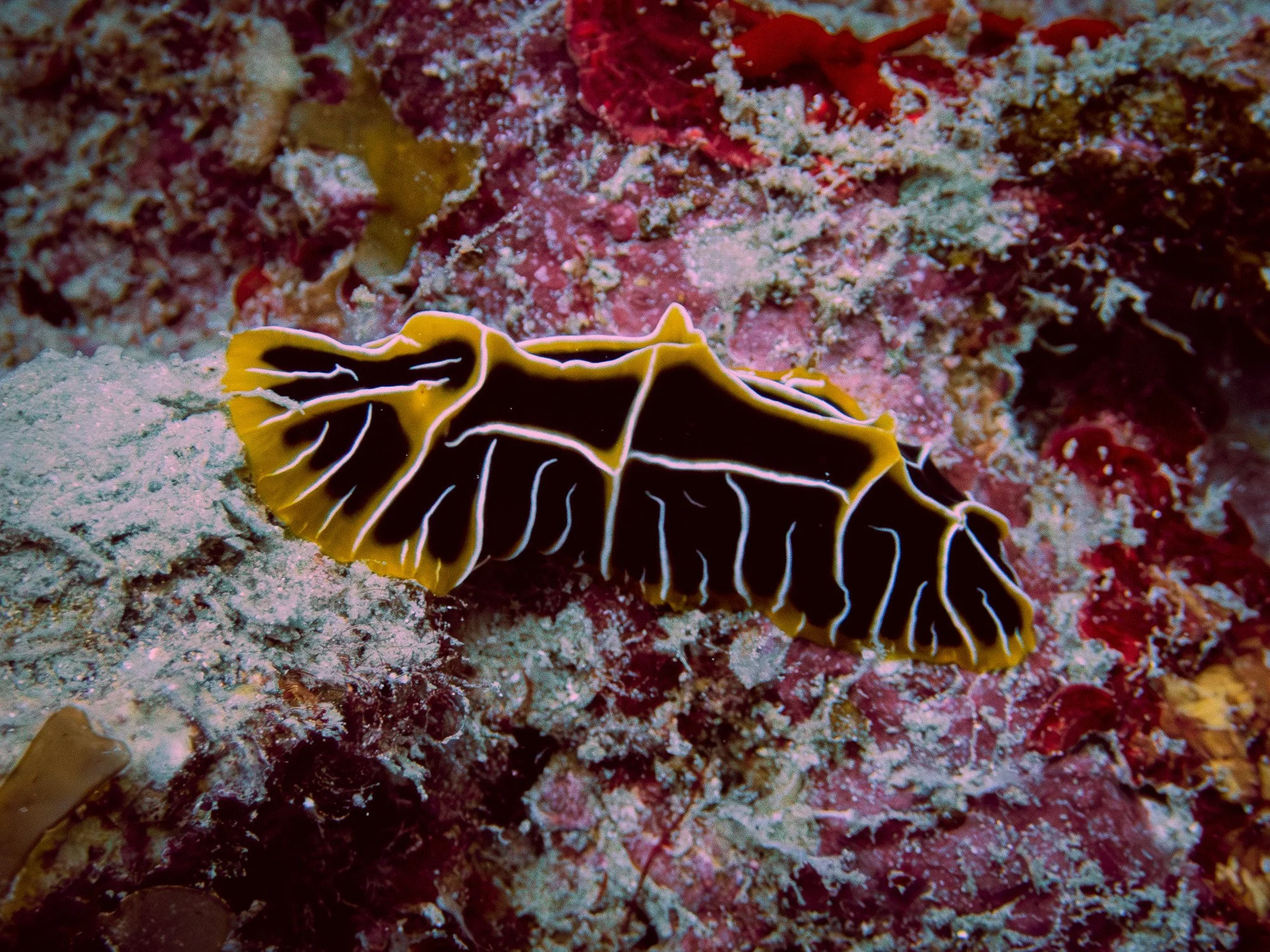 website underwater 26-3-2.jpg