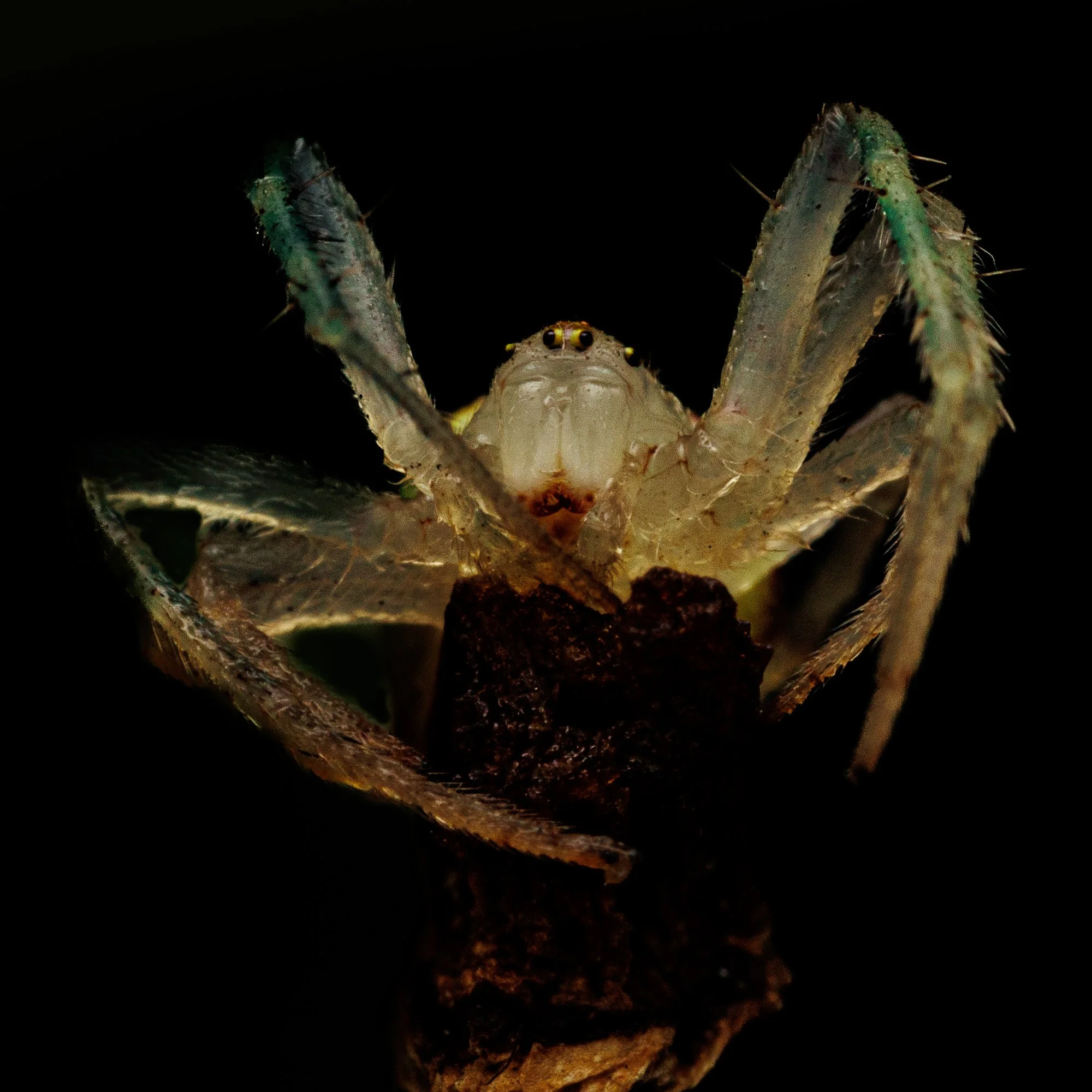 Up close and personal WEBSITE 26-9.jpg