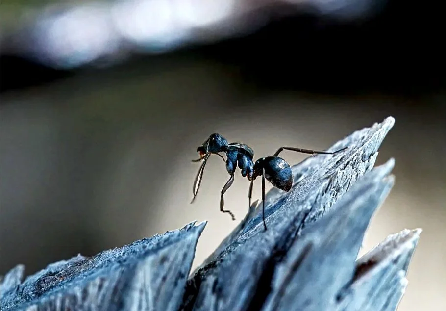 little ant, take a bow 2-1.jpg